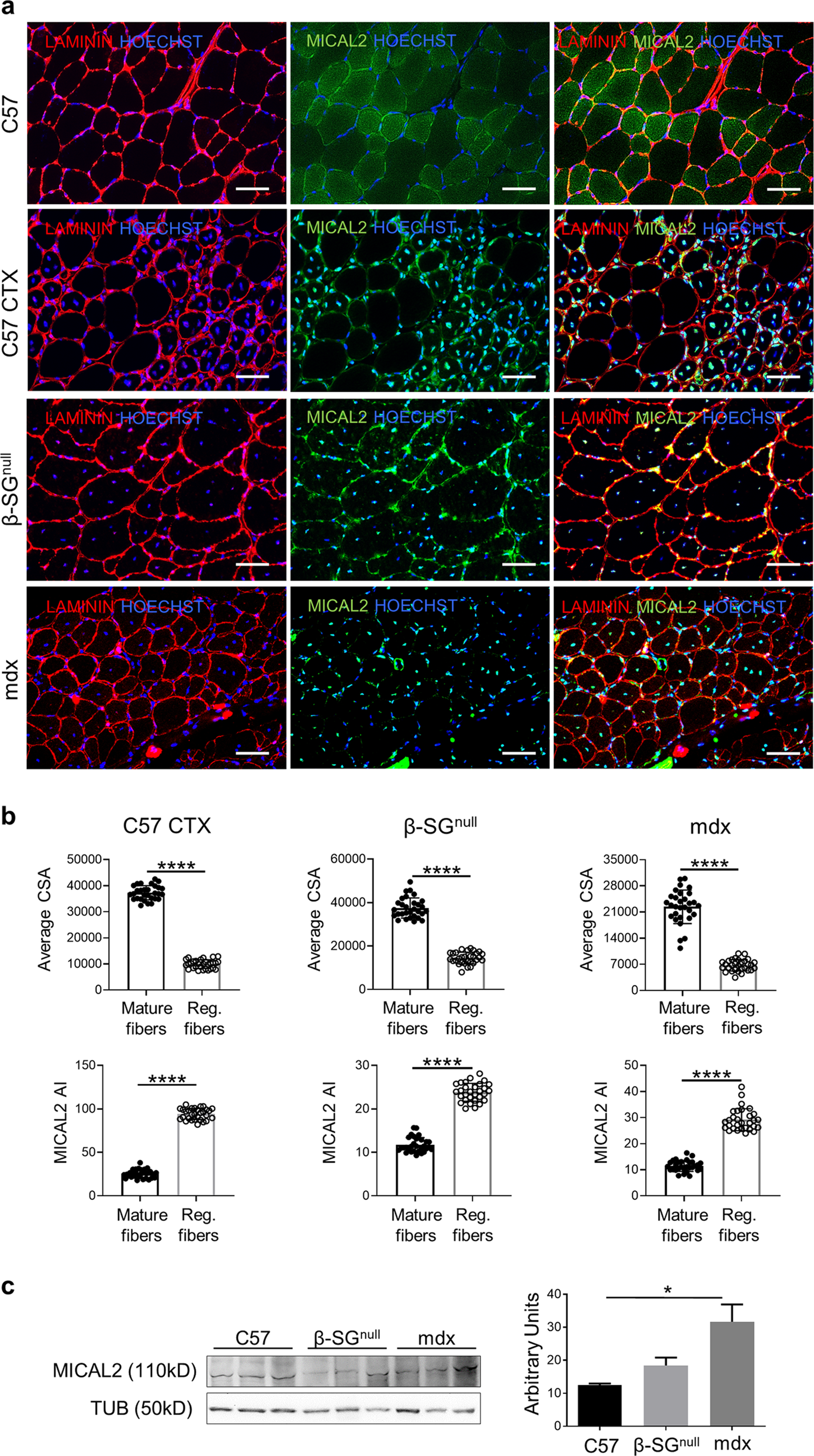 Fig. 4: MICAL2 characterization in muscle fibers.