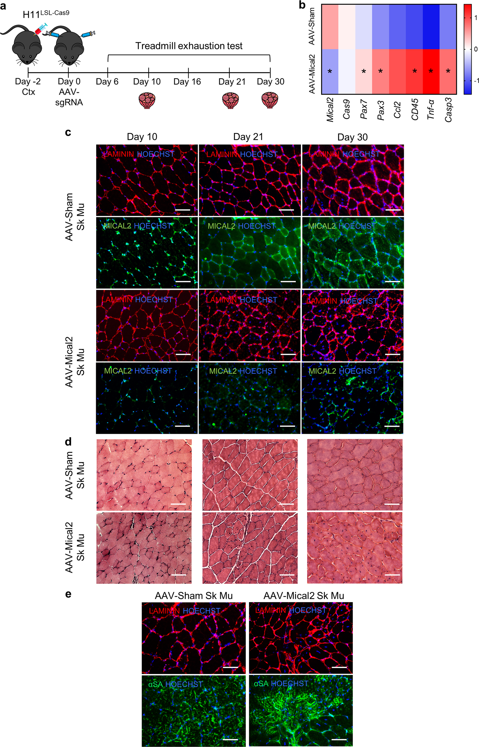 Fig. 5: In vivo MICAL2 CRISPR/Cas9 system induces skeletal muscle degeneration/regeneration, inflammation and fibrosis.
