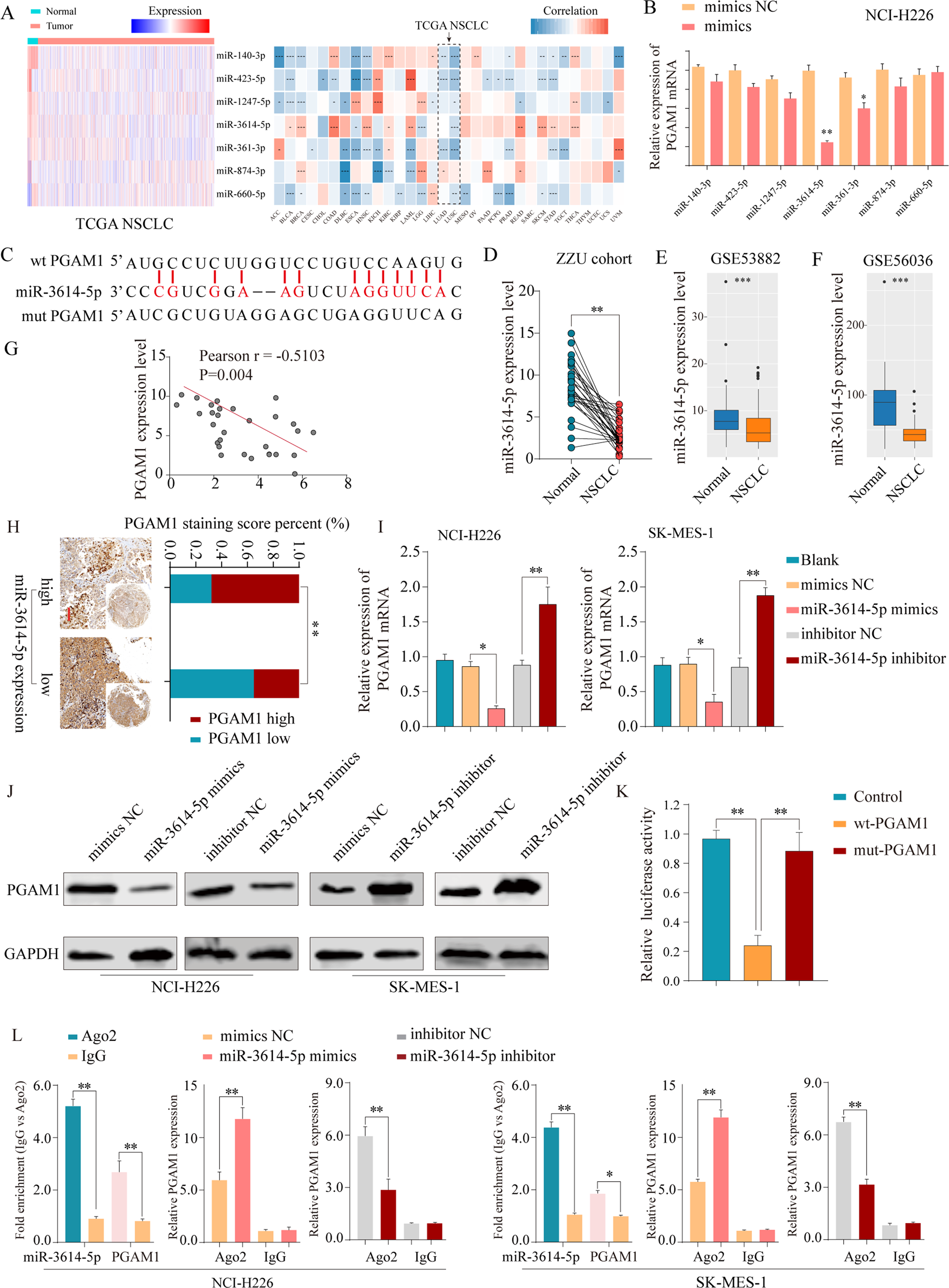 Fig. 6: PGAM1 expression is downregulated by miR-3614-5p directly targeting of the 3’-UTR of PGAM1.