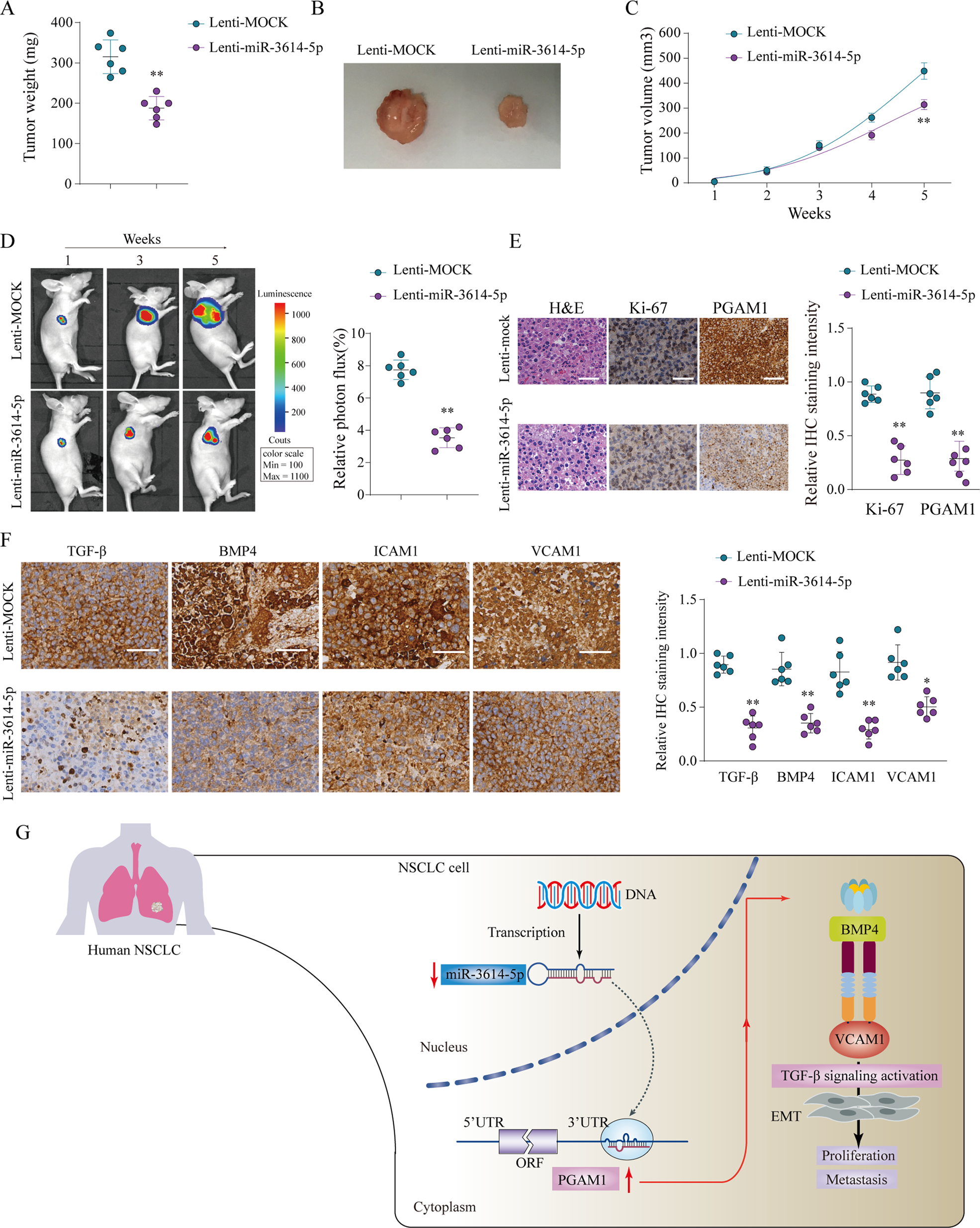 Fig. 8: MiR-3614-5p suppress the proliferation of NSCLC cells in vivo.