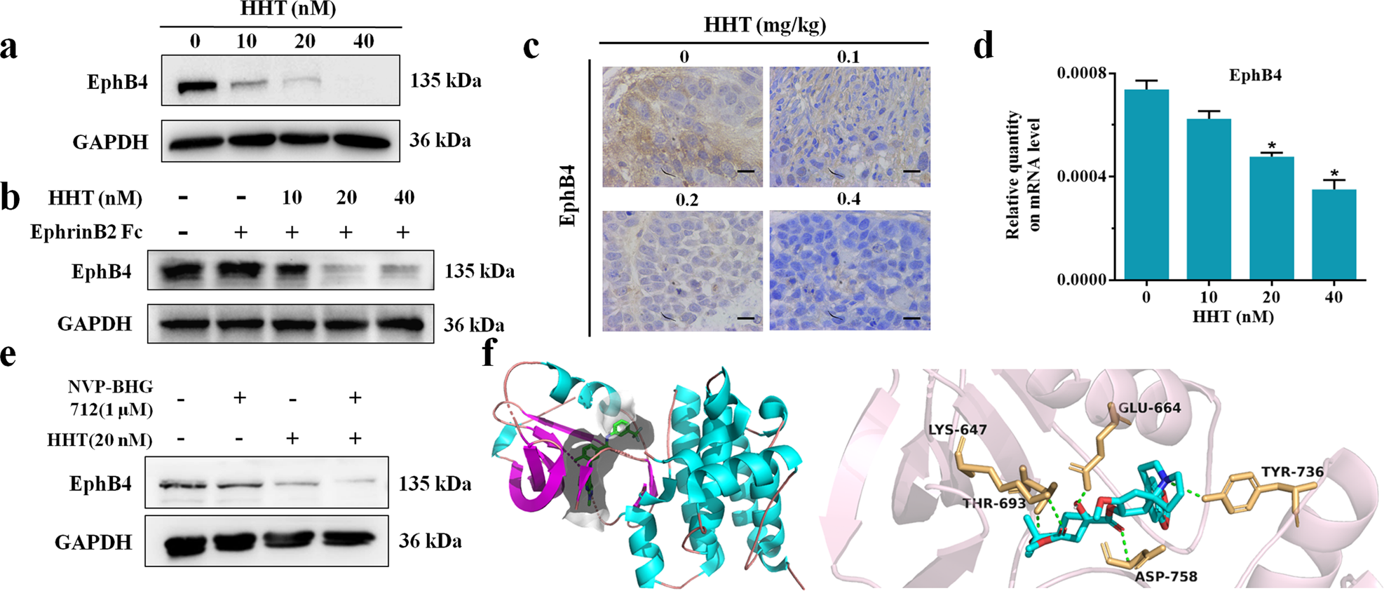 Fig. 5: HHT bound to EphB4 and suppressed its expression.