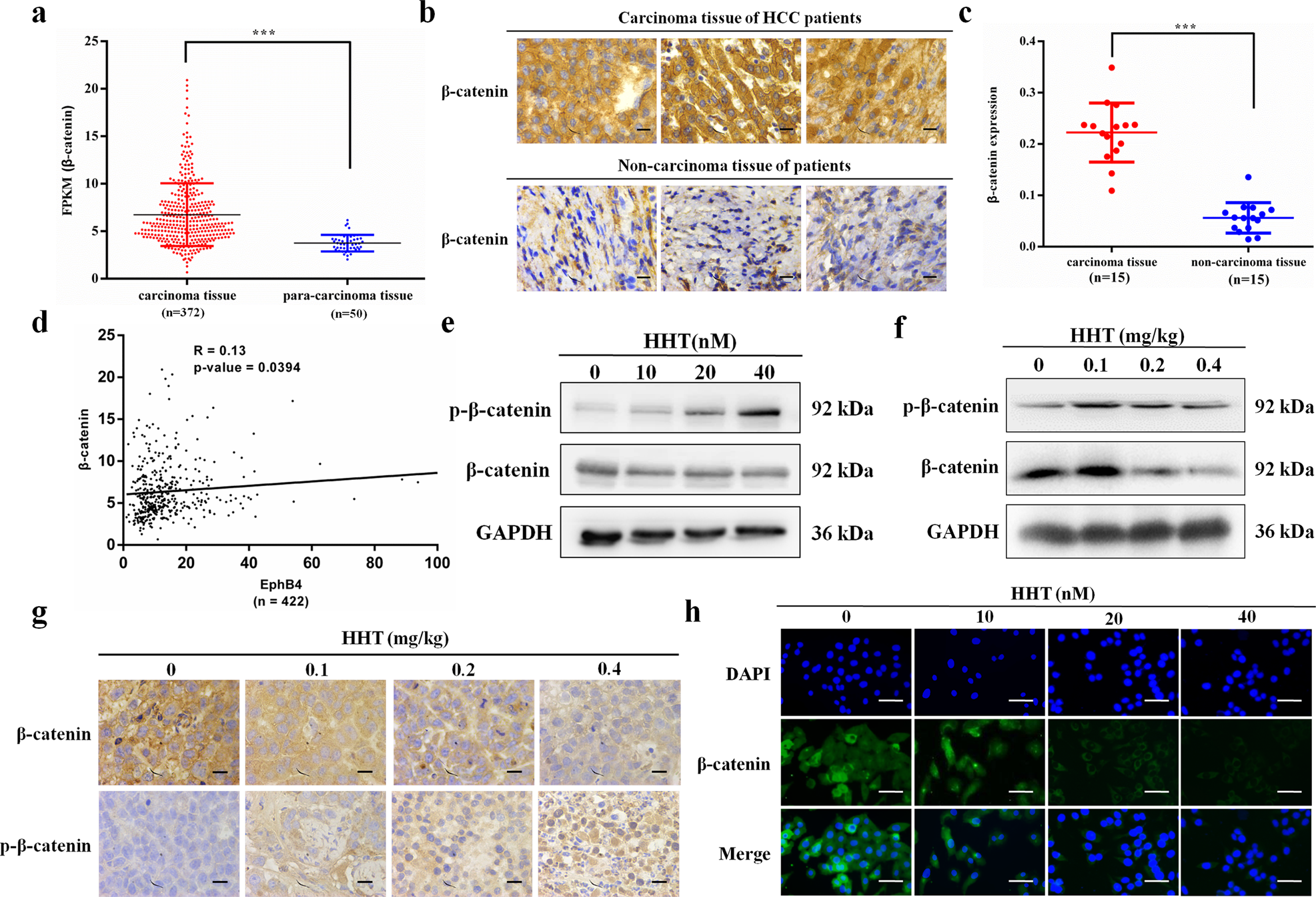 Fig. 6: EphB4 was positively correlated with β-catenin in HCC patients and HHT inhibited the phosphorylation and nuclear translocation of β-catenin.