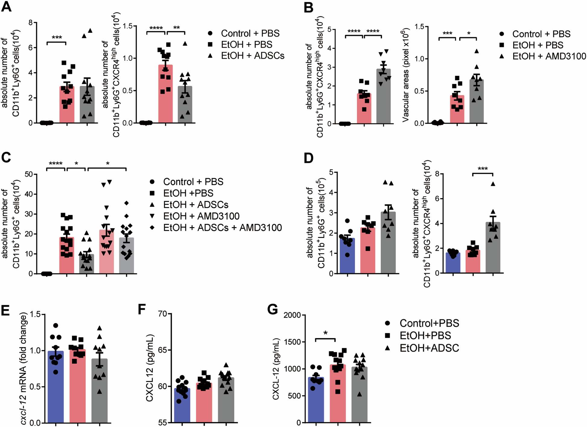 Fig. 5: ADSCs treatment promotes the emigration of CXCR4high neutrophils independent of the CXCL12.