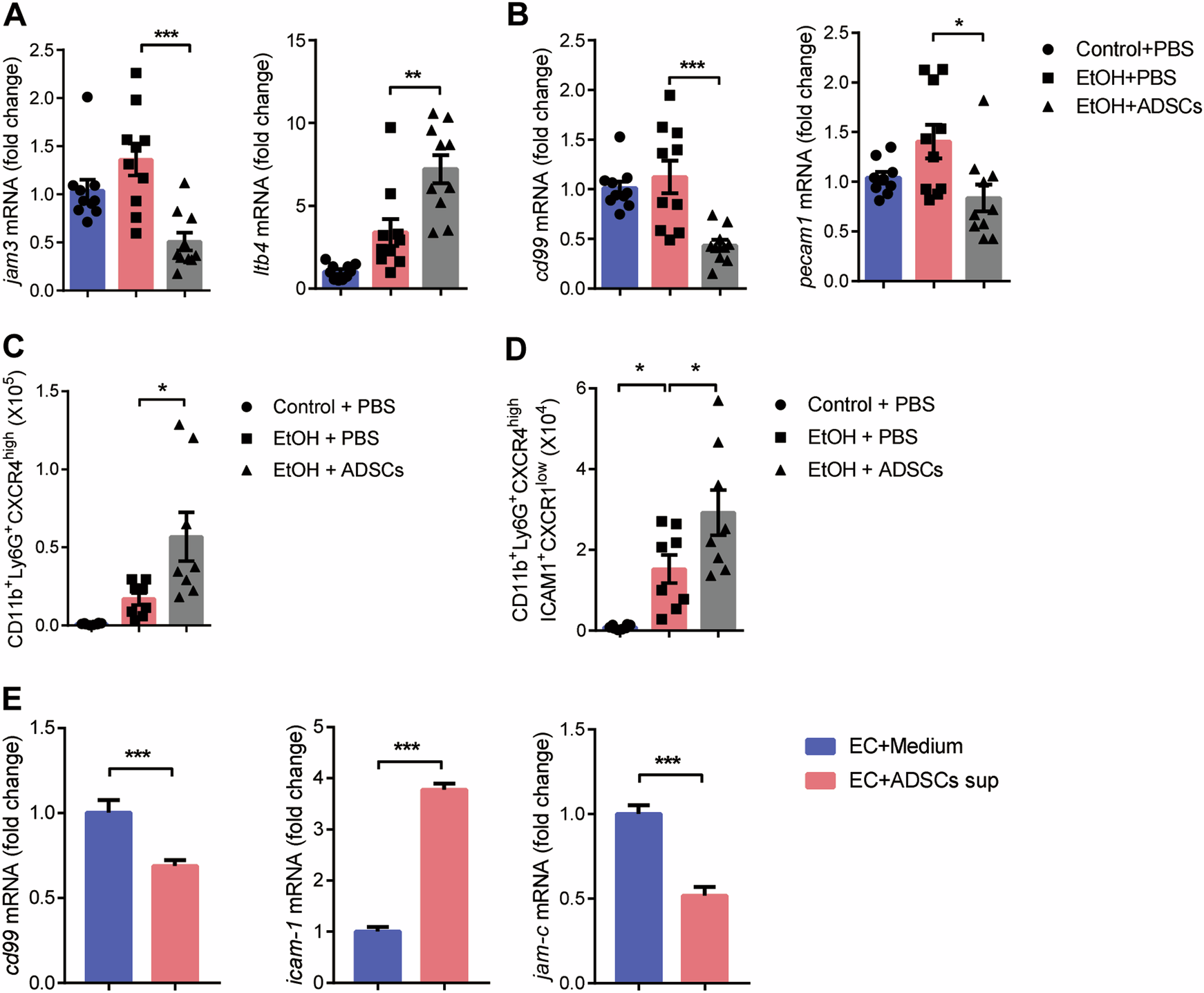 Fig. 6: ADSCs accelerate neutrophil reverse transmigration by regulating the expression of Jam-c in endothelial cells.
