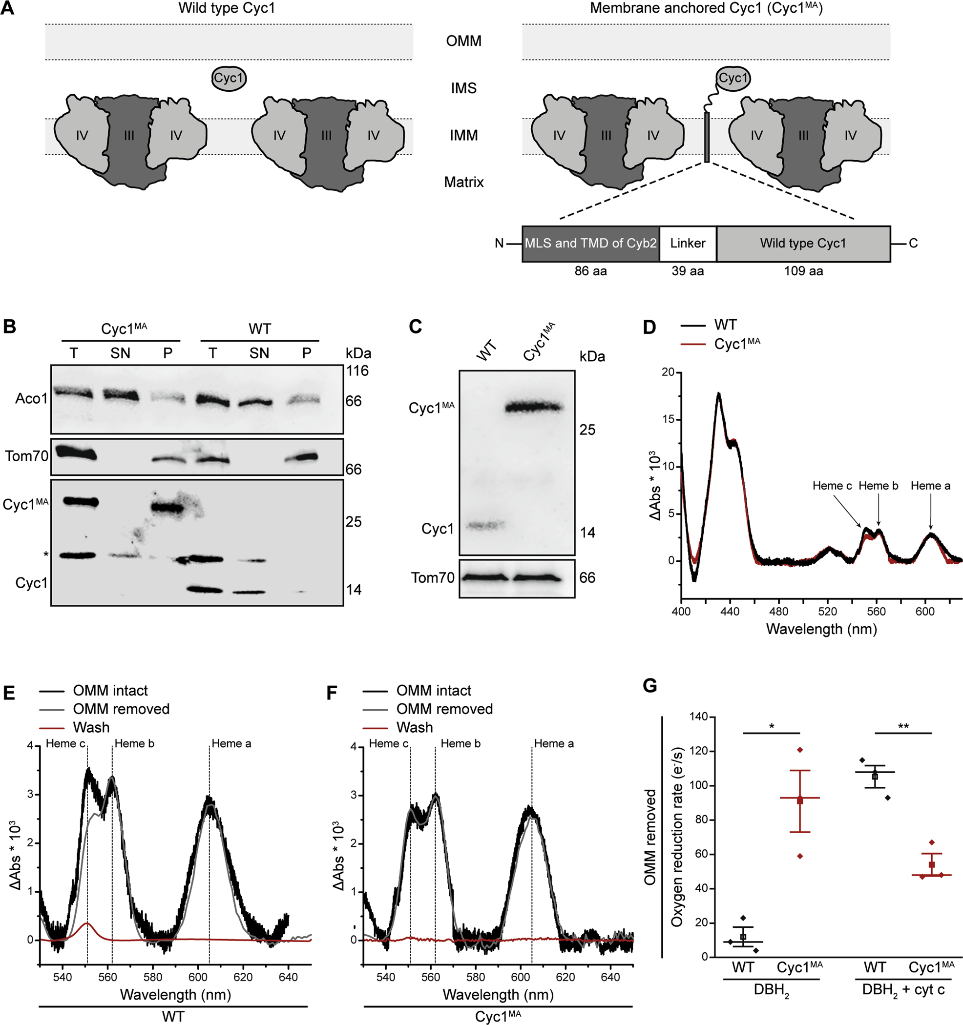 Membrane Tethering Of Cytochrome C Accelerates Regulated Cell Death In Yeast Cell Death Disease