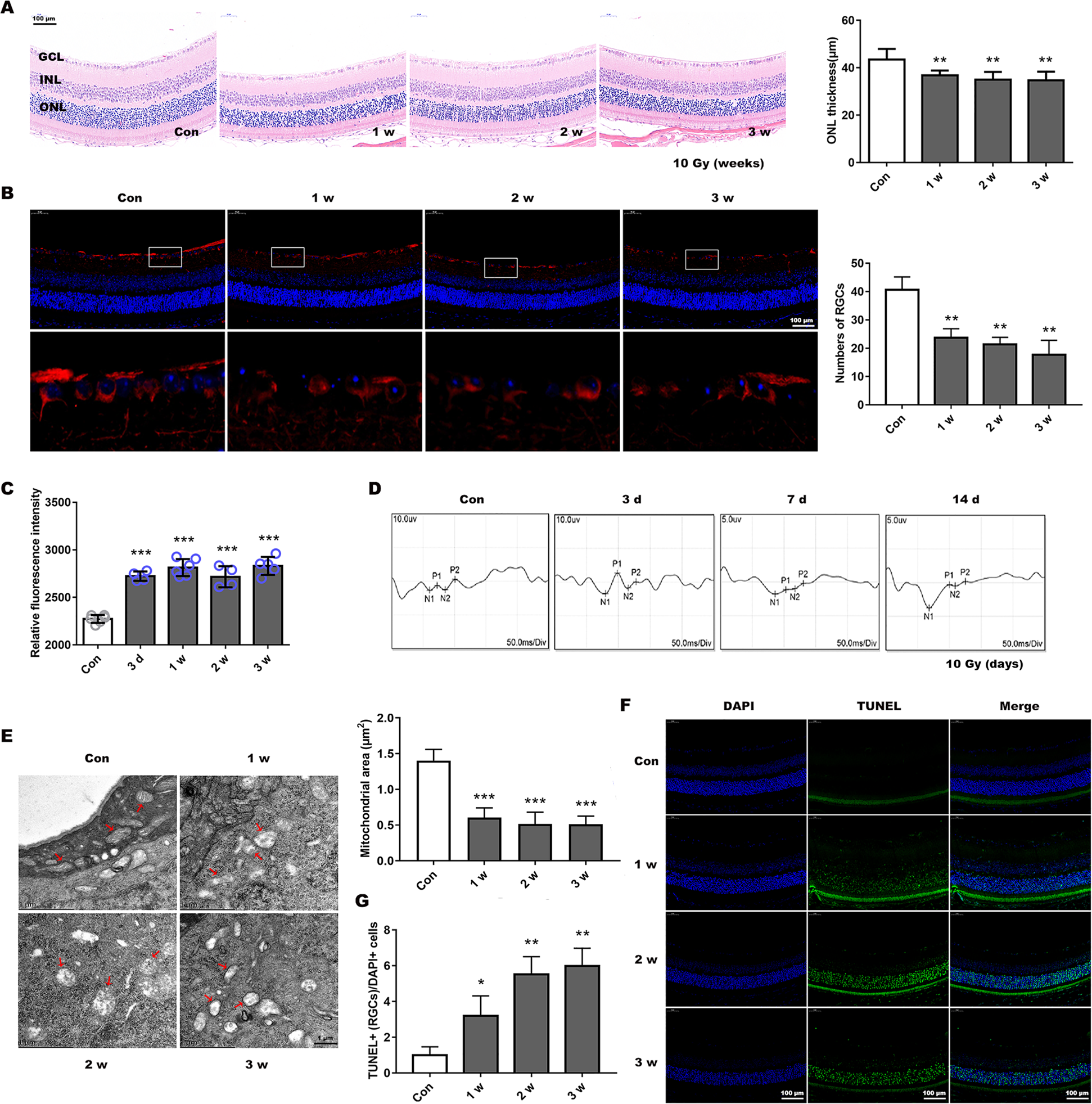 Fig. 6: X-ray-induced mitochondrial dynamic changes and visual function damage in BALB/c mice.
