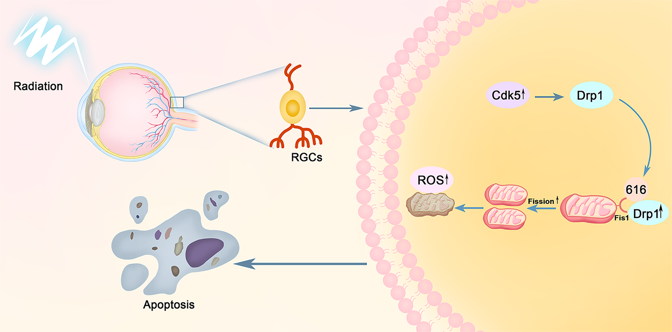 Fig. 8: The putative signaling pathways of X-ray induced RGCs apoptosis by altering its mitochondrial dynamic balance.