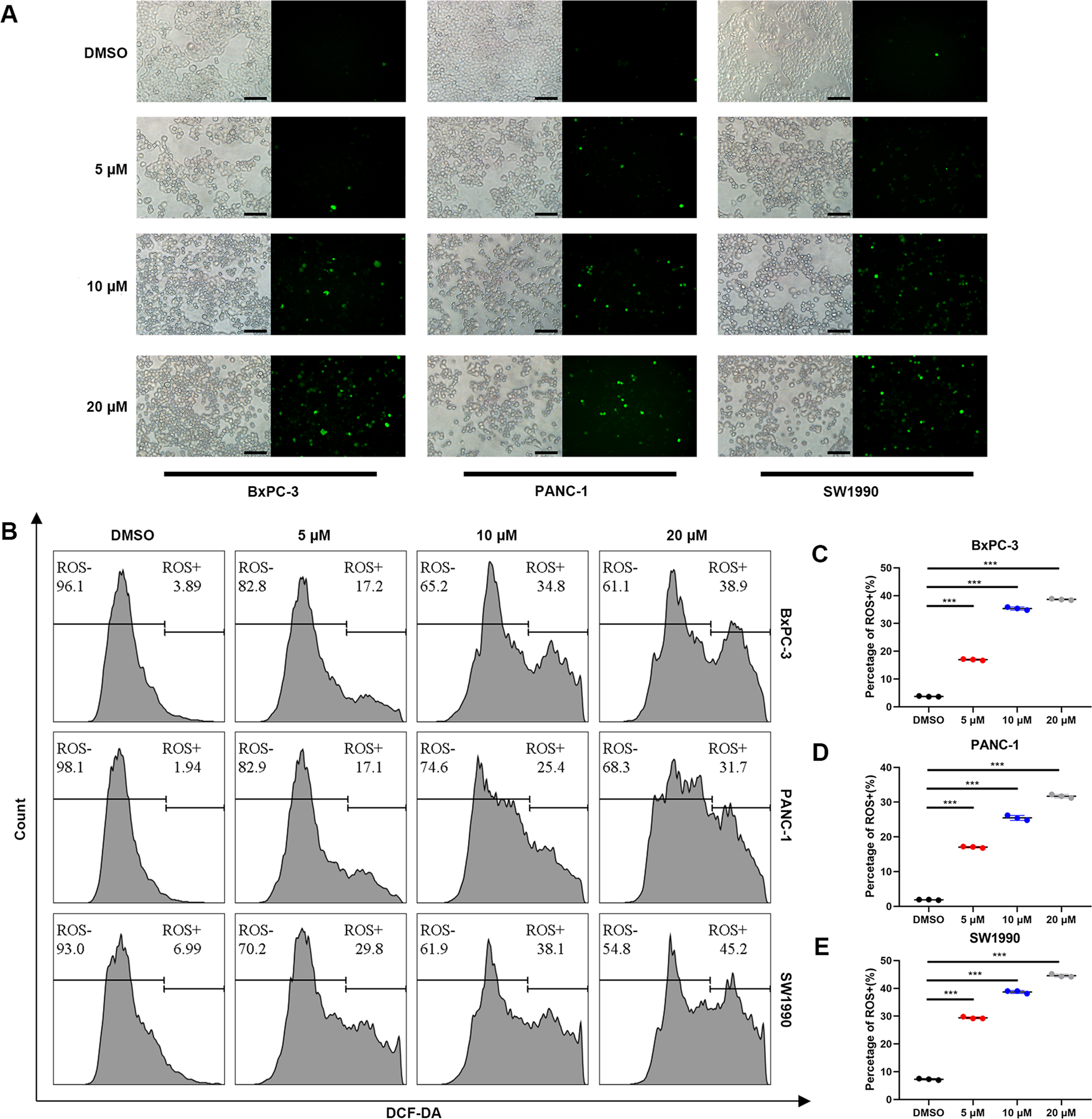 Fig. 4: ROS are critical in endoplasmic reticulum stress-induced apoptosis.