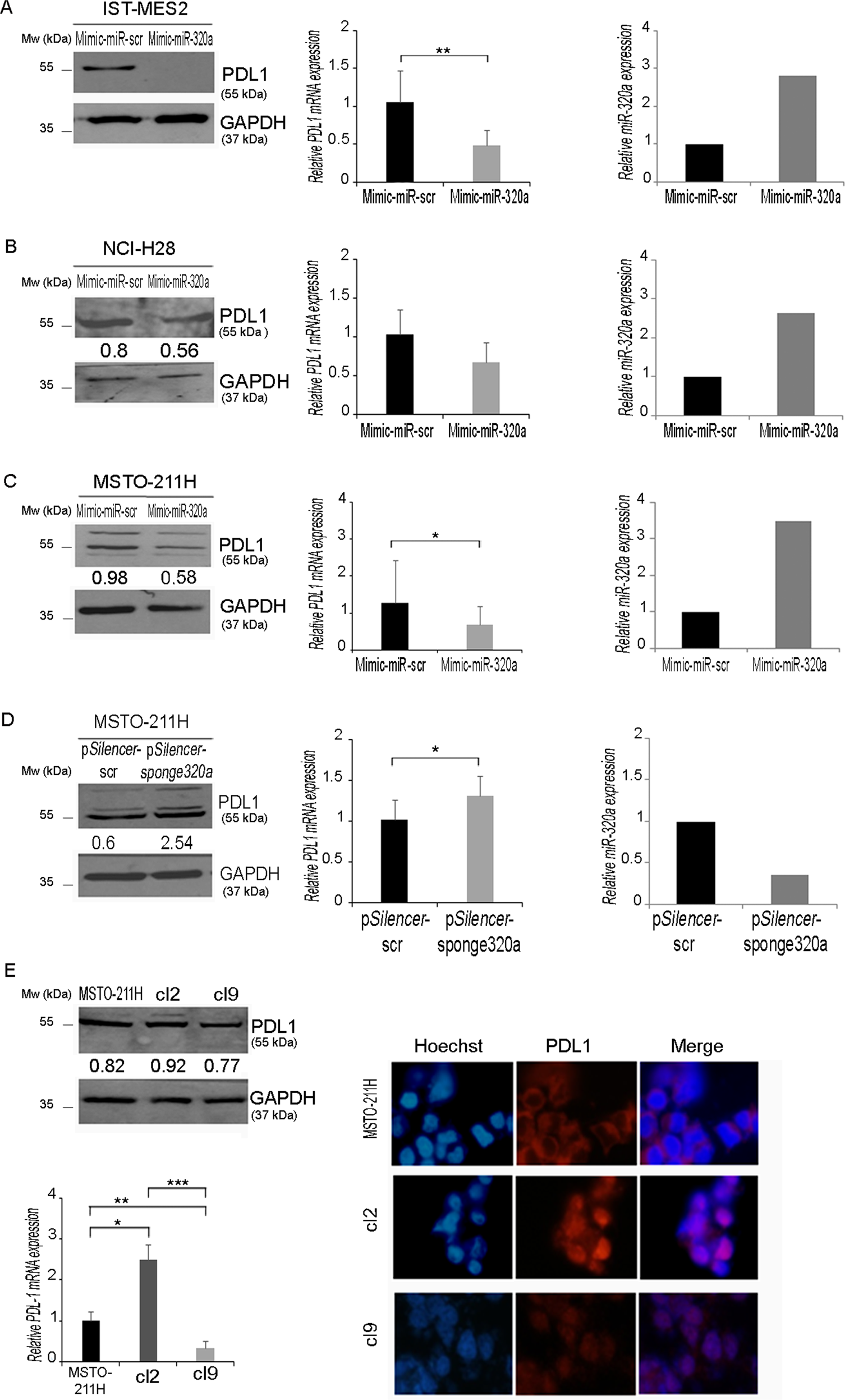 Fig. 4: miR-320a effect on PDL1 expression in MPM cell lines.