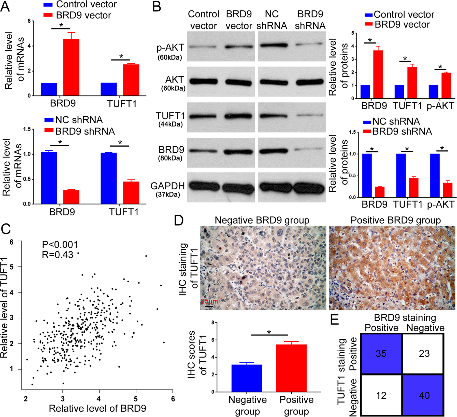 Fig. 5: BRD9 upregulates TUFT1 expression in HCC.
