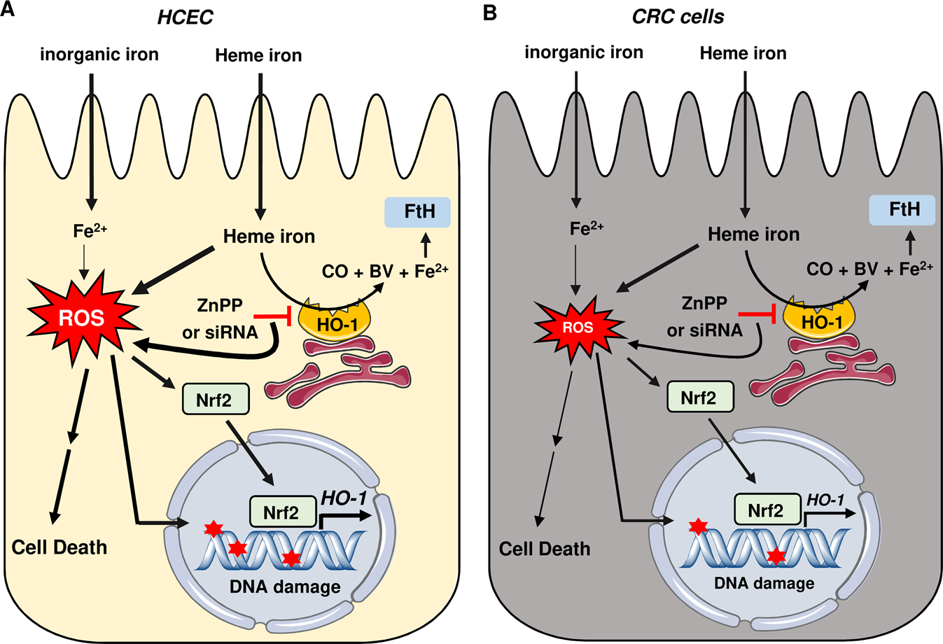 Fig. 7: Model of heme-triggered DNA damage and cytotoxicity in HCEC versus CRC cells and role of HO-1.
