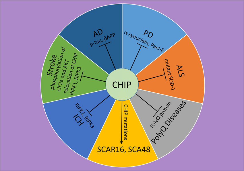 Chip As A Therapeutic Target For Neurological Diseases Cell Death Disease