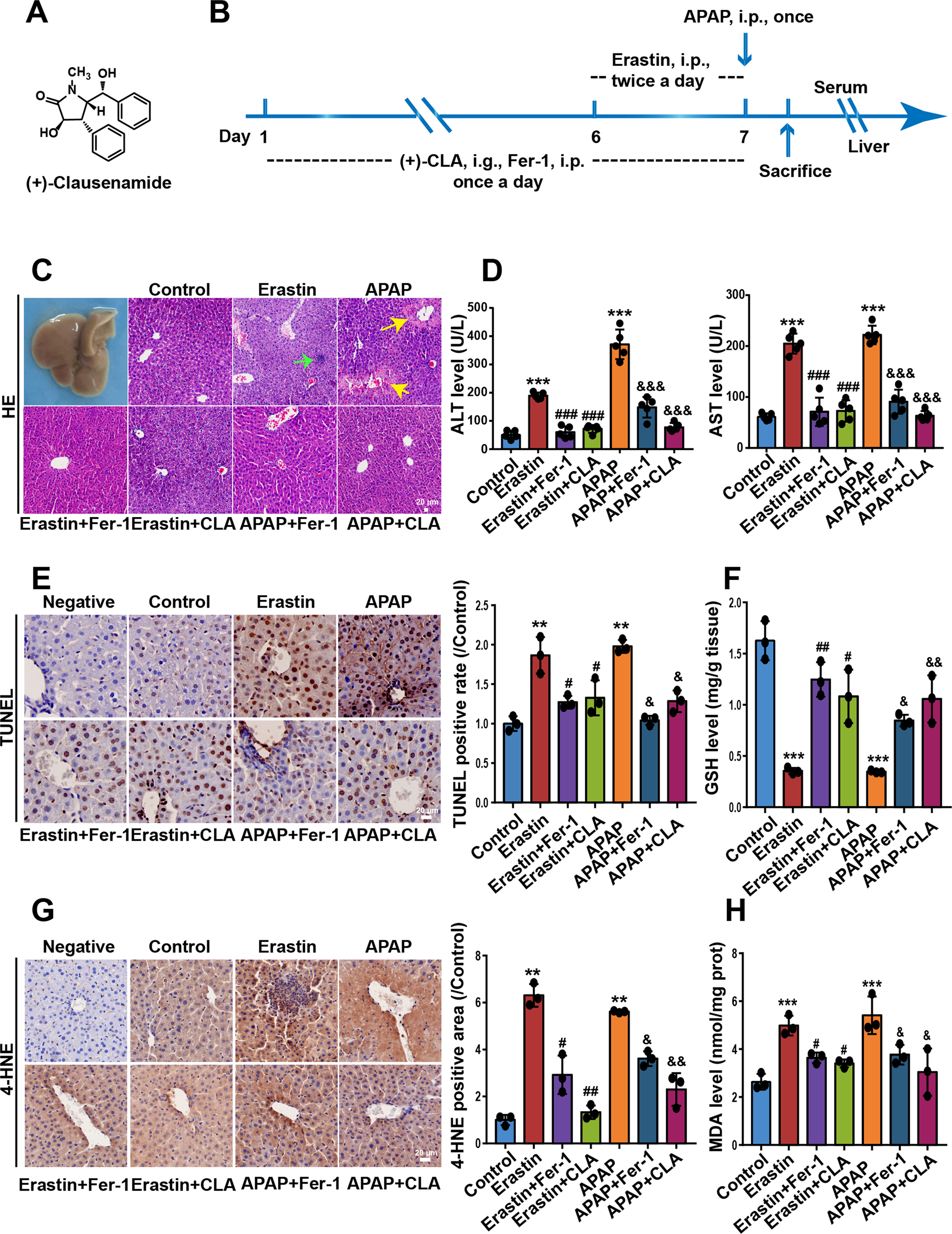 glutathione peroxidase liver detox 2 - an overview Antioxidant effects of Se-glutathione peroxidase