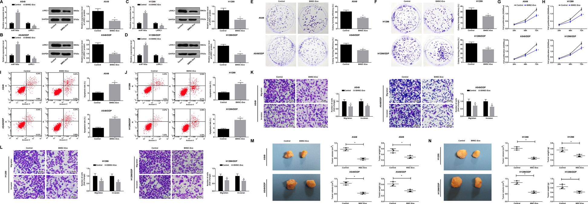 Fig. 4: BMSC-Exo inhibit NSCLC cell progression and mouse tumor growth in NSCLC.