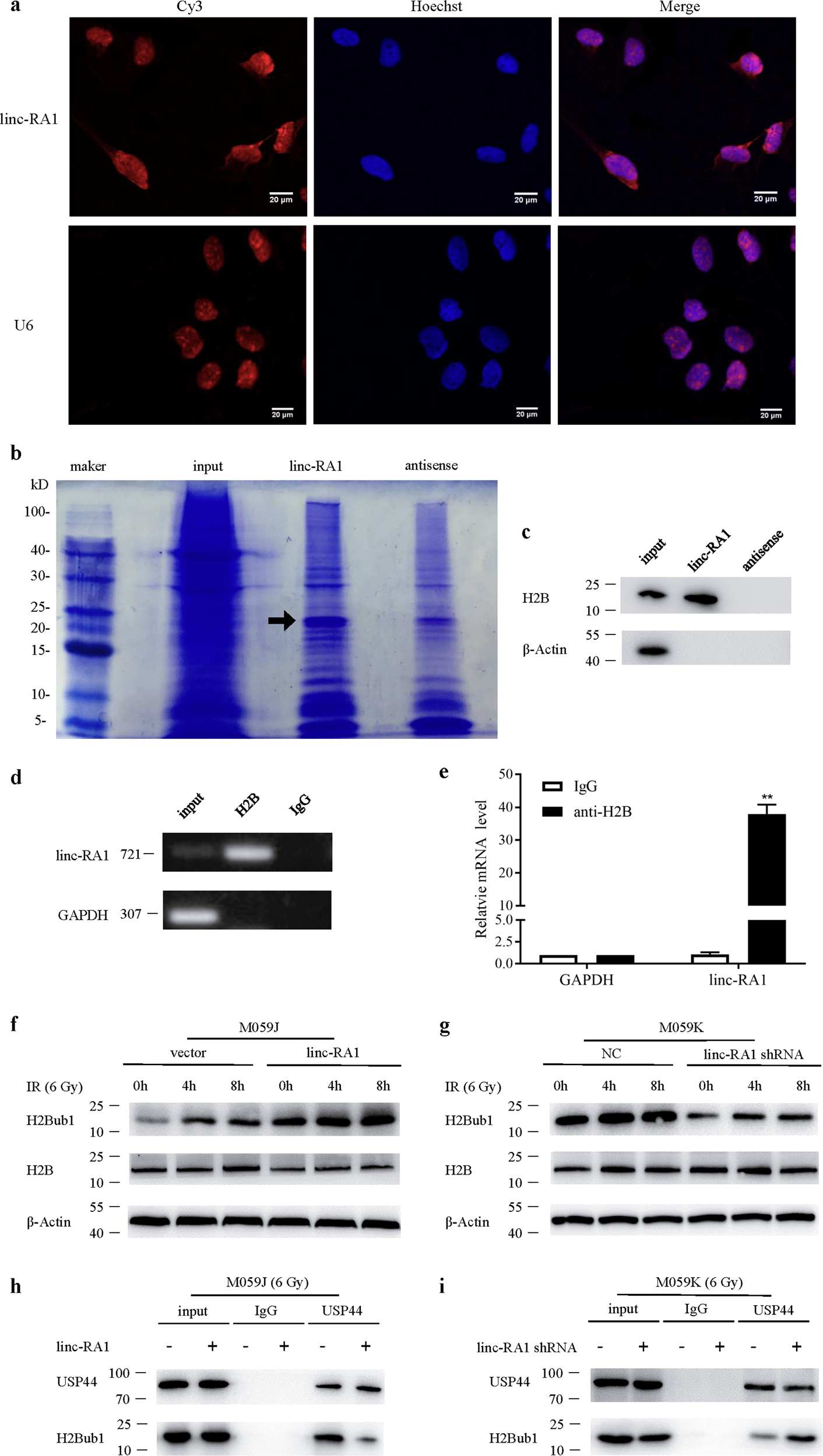 Fig. 4: Linc-RA1 promotes H2Bub1 modification with the exposure to irradiation.