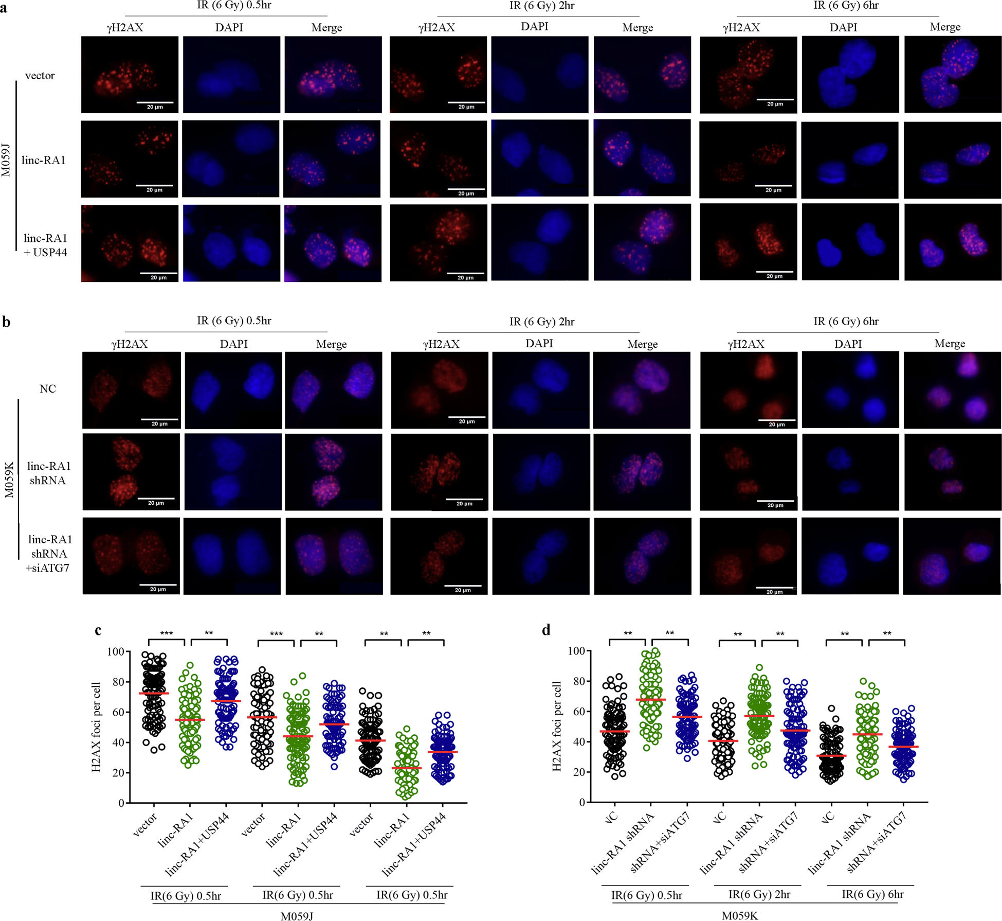 Fig. 6: Linc-RA1 regulates radioresistance through H2Bub1-mediated autophagy.