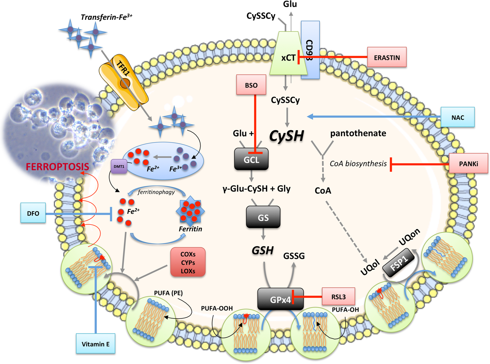 Together We Stand Apart We Fall How Cell To Cell Contact Interplay Provides Resistance To Ferroptosis Cell Death Disease Together We Stand Apart We Fall How Cell To Cell Contact Interplay Provides Resistance To Ferroptosis Cell Death Disease