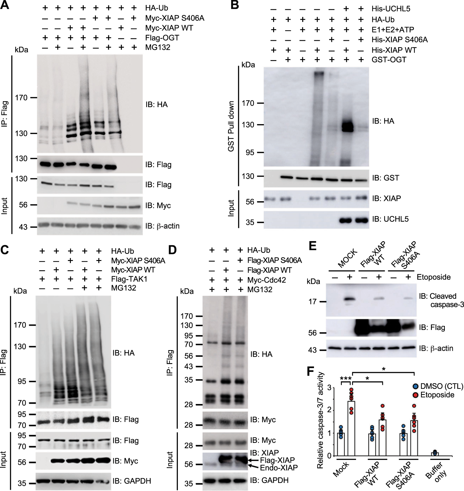 Fig. 4: Mutation of XIAP reduced its E3 ubiquitin ligase activity for OGT.