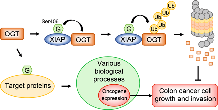 Fig. 6: A model for the mutual regulatory function of OGT and XIAP.