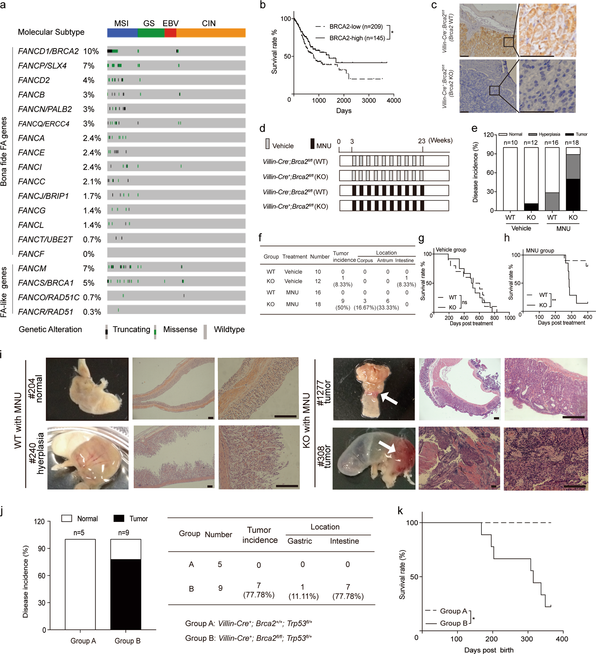 Fig. 1: Brca2 depletion in Villin-positive cells promotes gastrointestinal cancer formation by increasing genome instability.