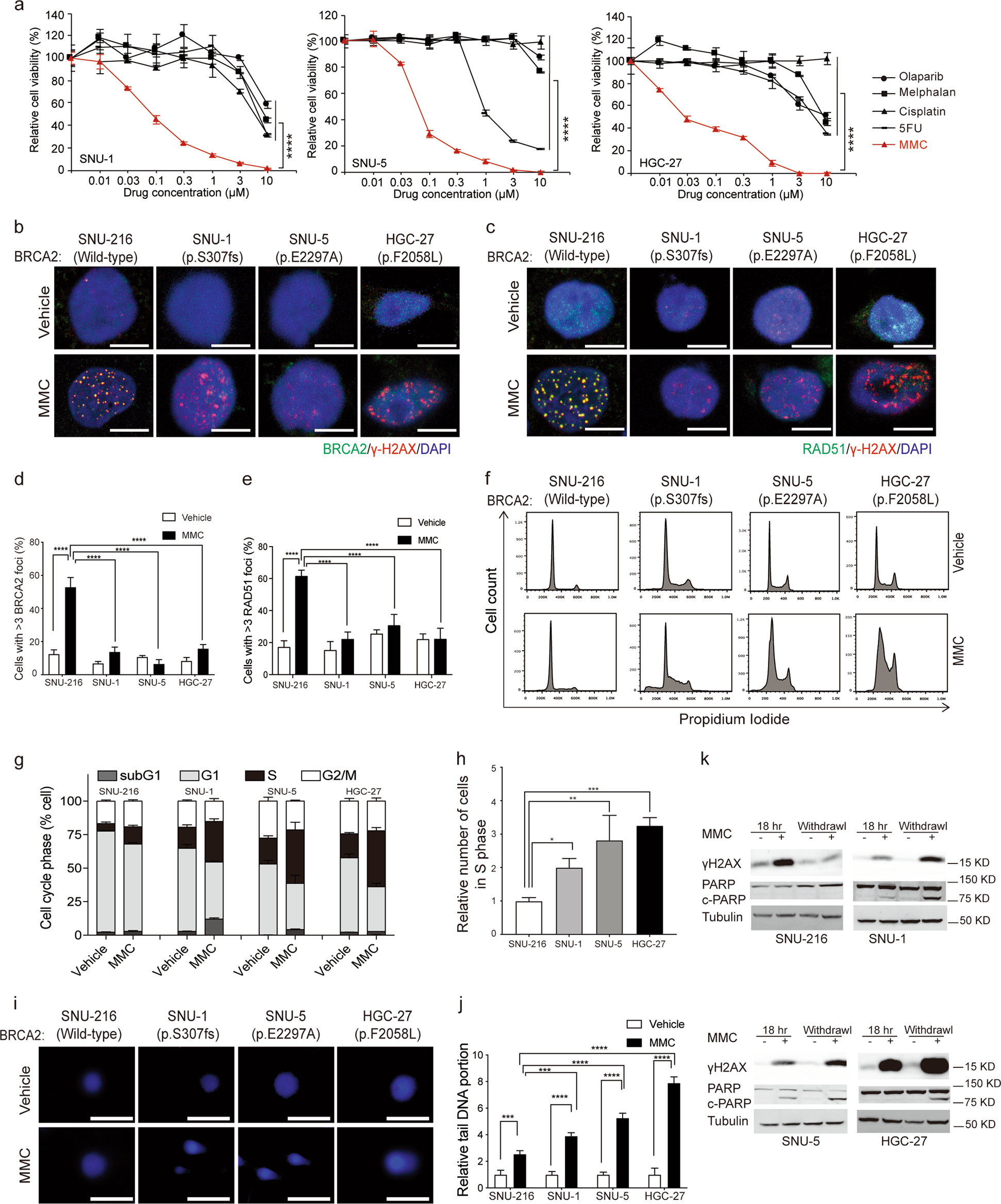 Fig. 2: MMC induces DSBs and shows potent killing effects in BRCA2 monoallelic and biallelic mutant tumor cells.