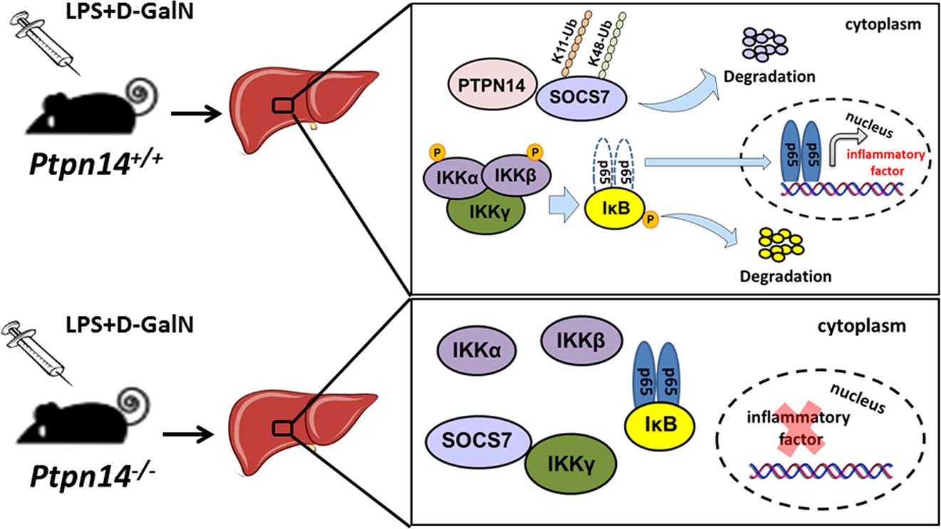 Fig. 6: Schematic representation of PTPN14 aggravates inflammation in acute liver failure.