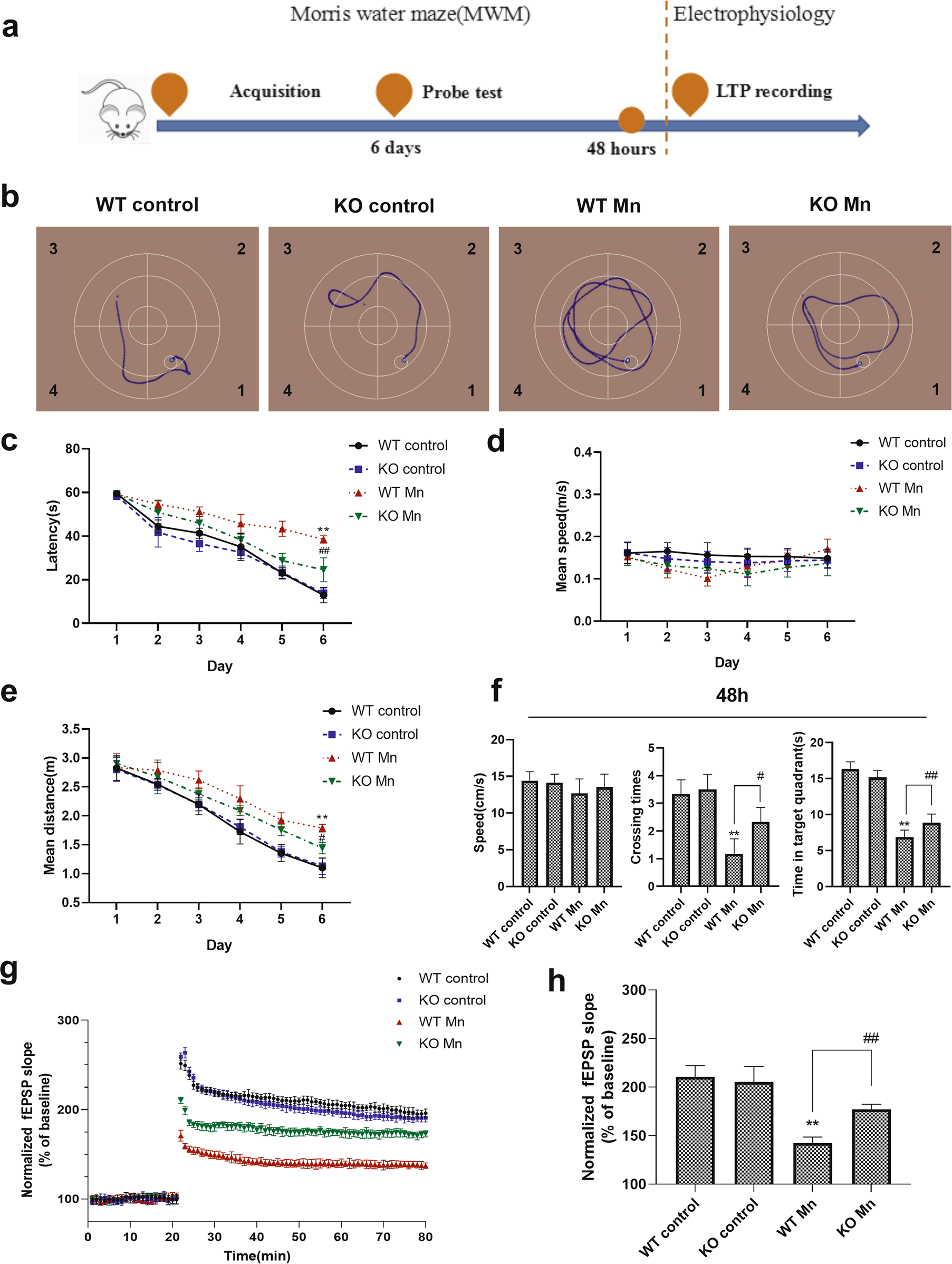 Spatial memory deficits in epileptic mice a. Morris water maze task.