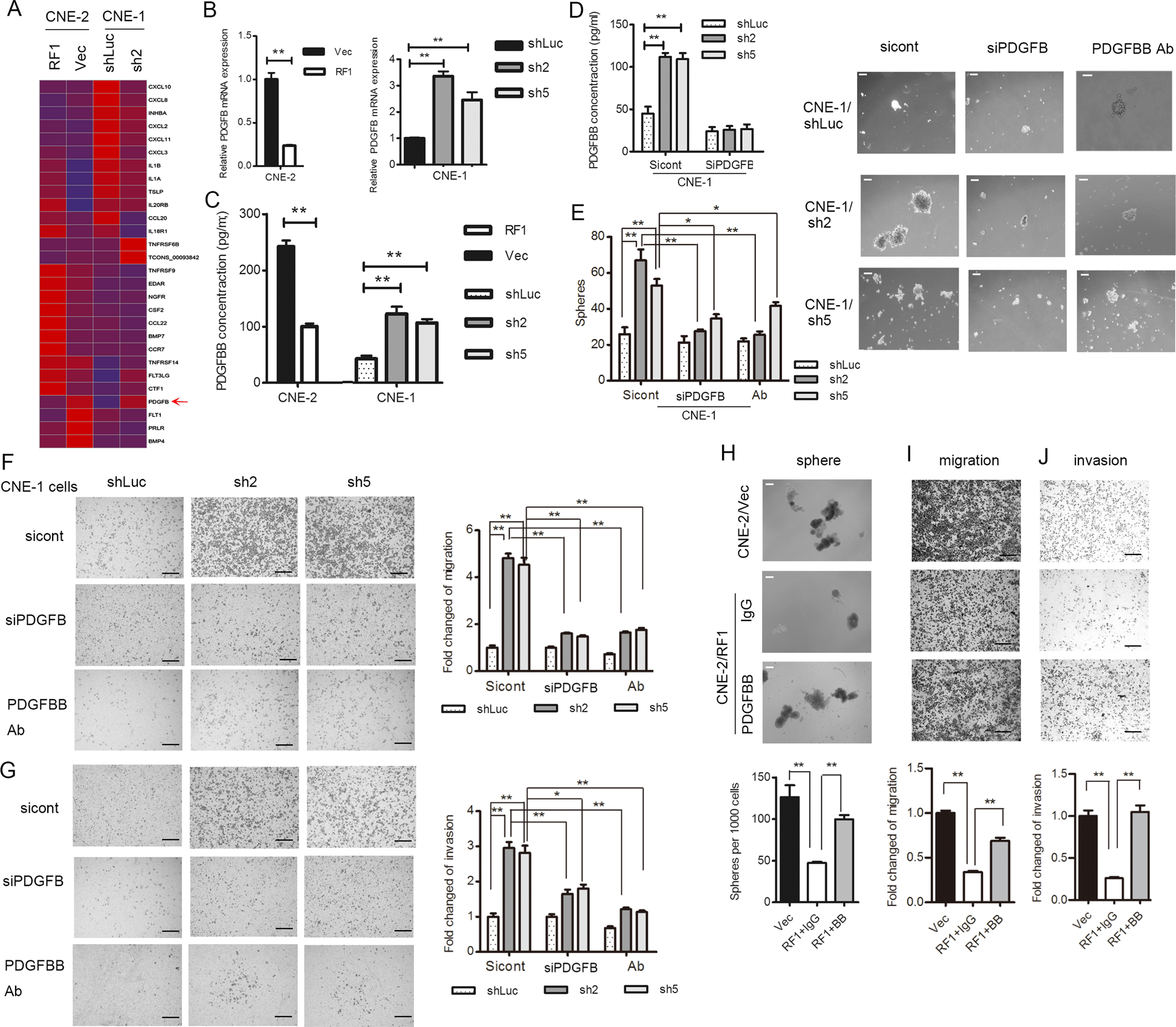 Fig. 3: PDGFB is crucial for maintaining malignant properties induced by RASSF1A in NPC cells.