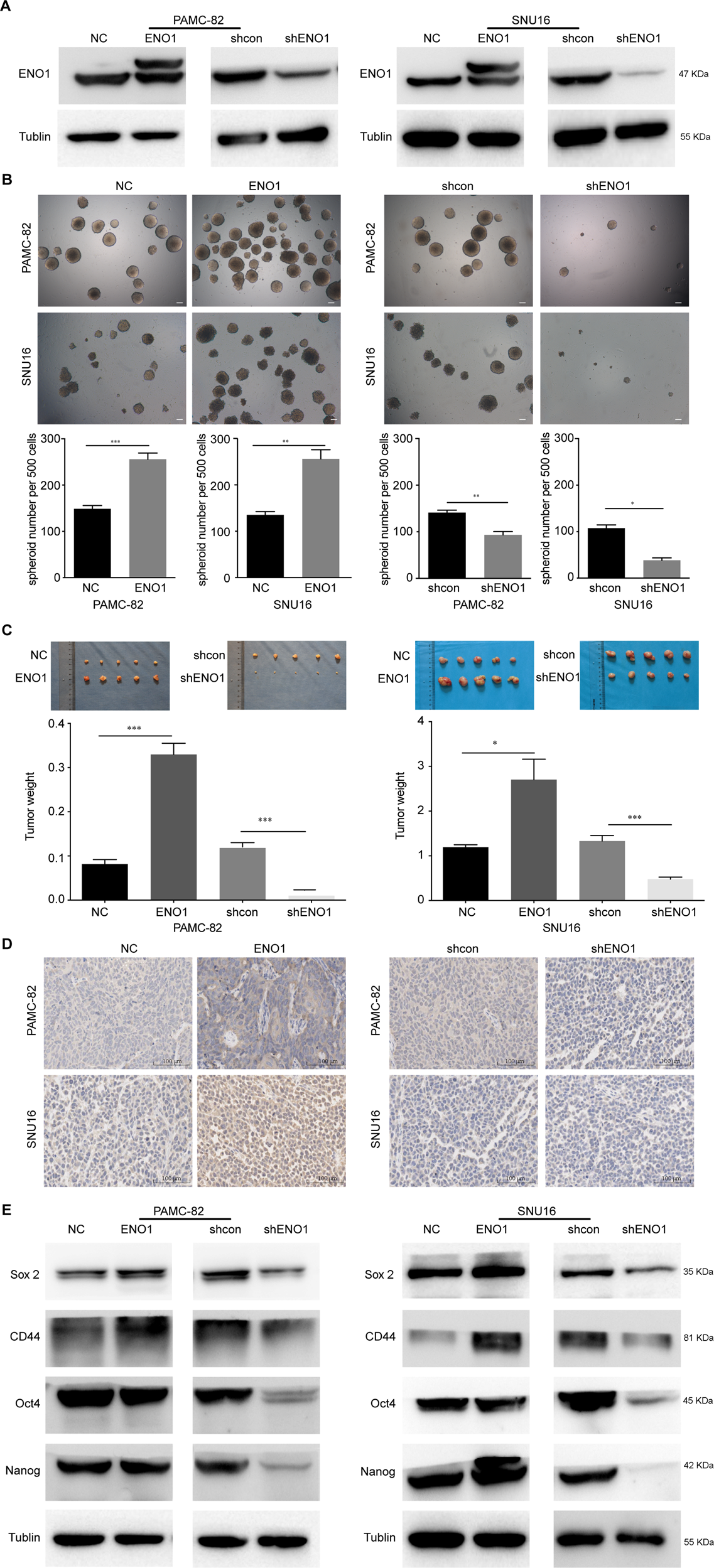 Fig. 2: Enolase 1 (ENO1) promotes the stem-like characteristics of gastric cancers (GCs).
