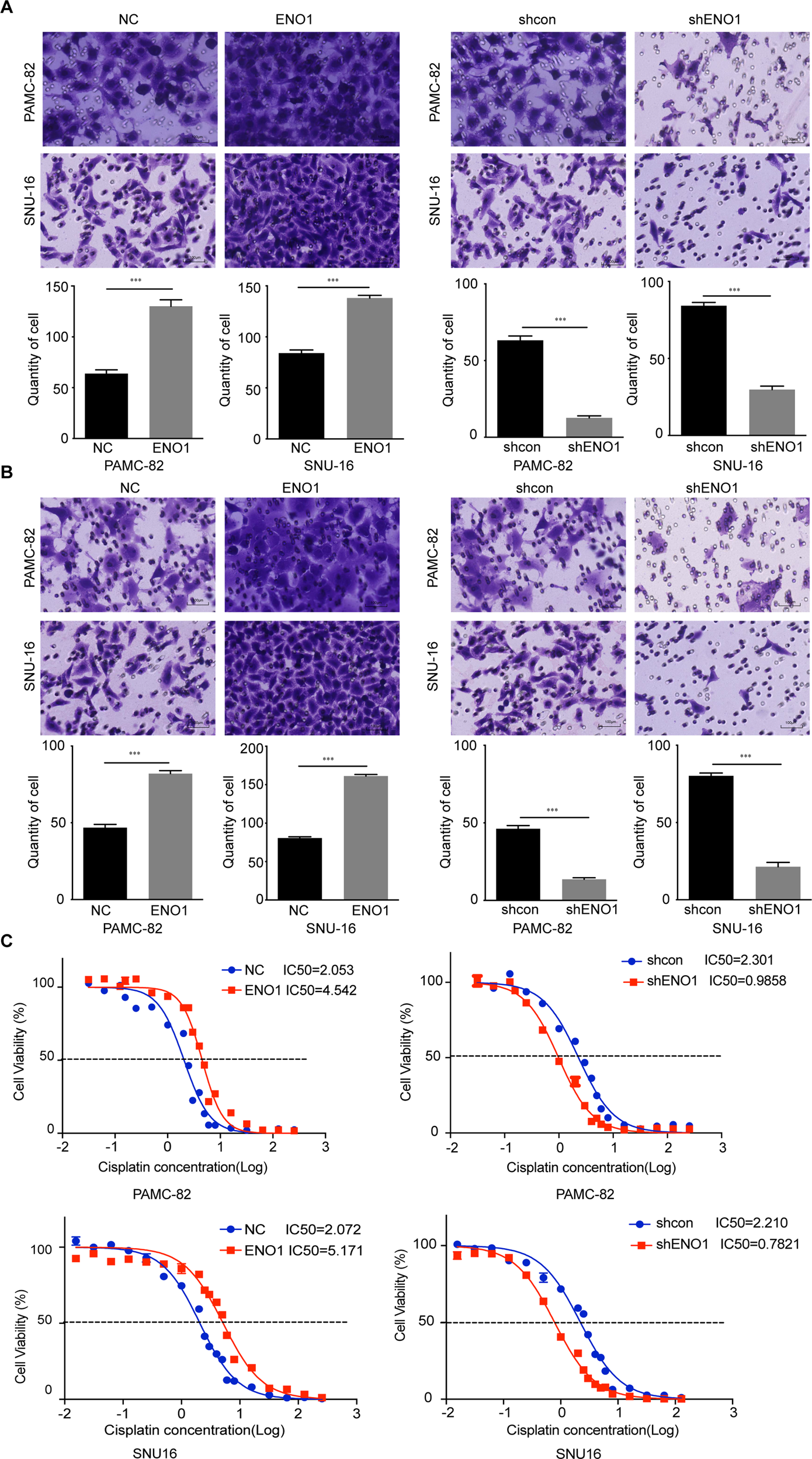 Fig. 3: Enolase 1 (ENO1) promotes characteristics associated with stemness in gastric cancers (GCs).