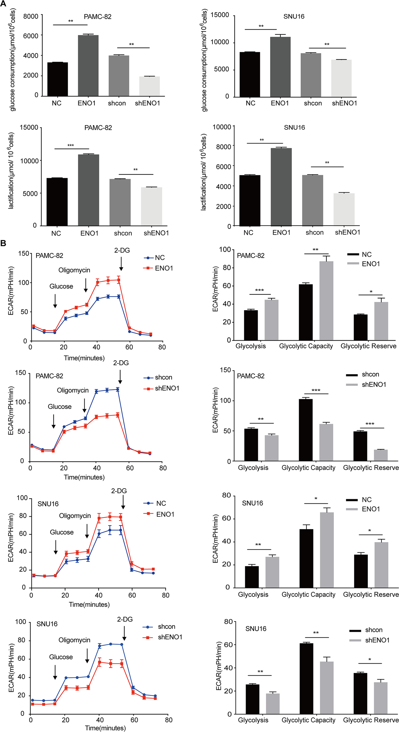 Fig. 4: Enolase 1 (ENO1) increases the stemness of gastric cancer (GC) cells via glycolysis promotion.