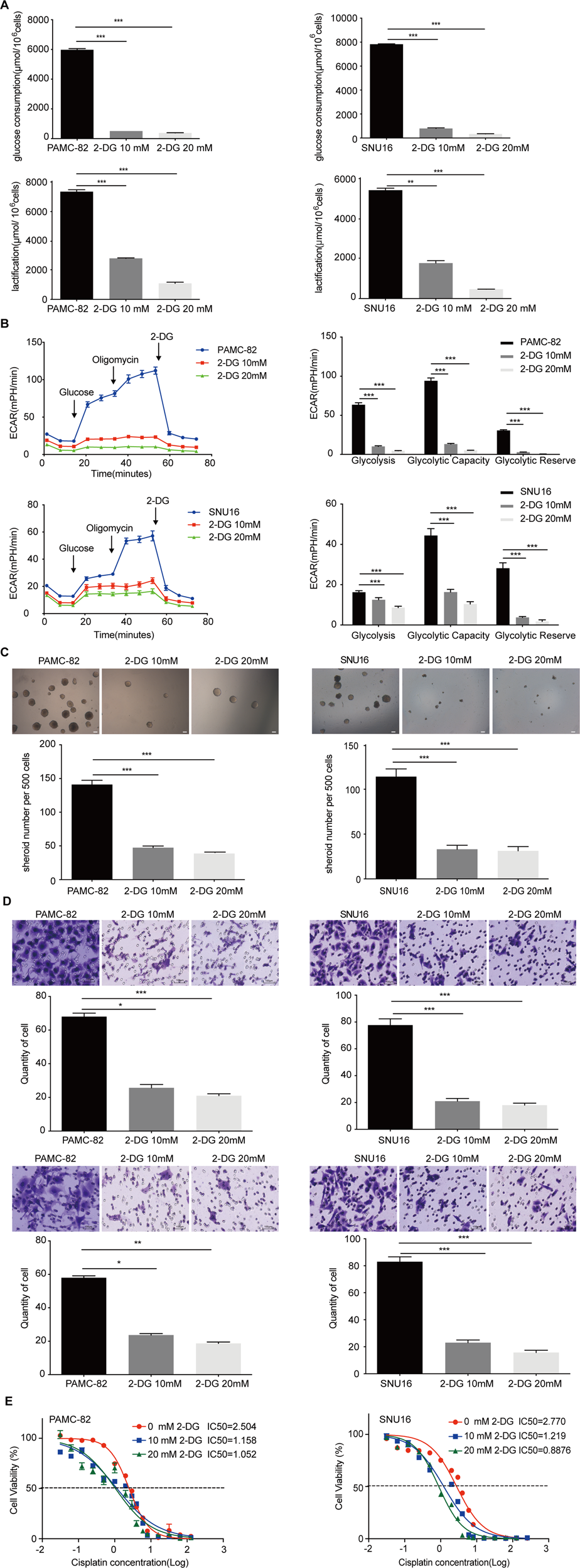 Fig. 5: Treatment with 2-DG inhibits glycolysis and stem cell-like characteristics in gastric cancers (GCs).