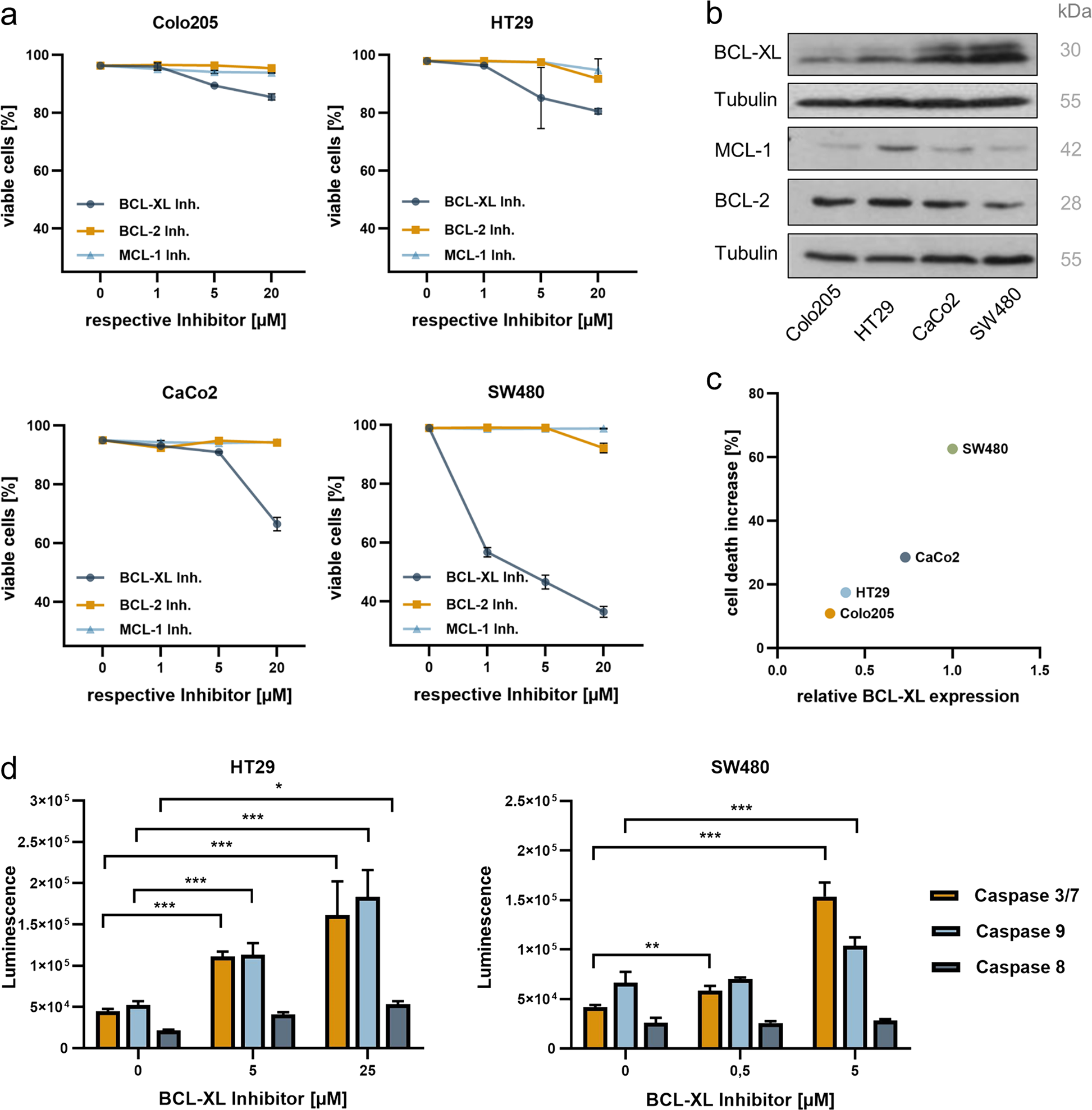 Fig. 2: Selective BCL-XL inhibition induces apoptotic cell death in human CRC cells.