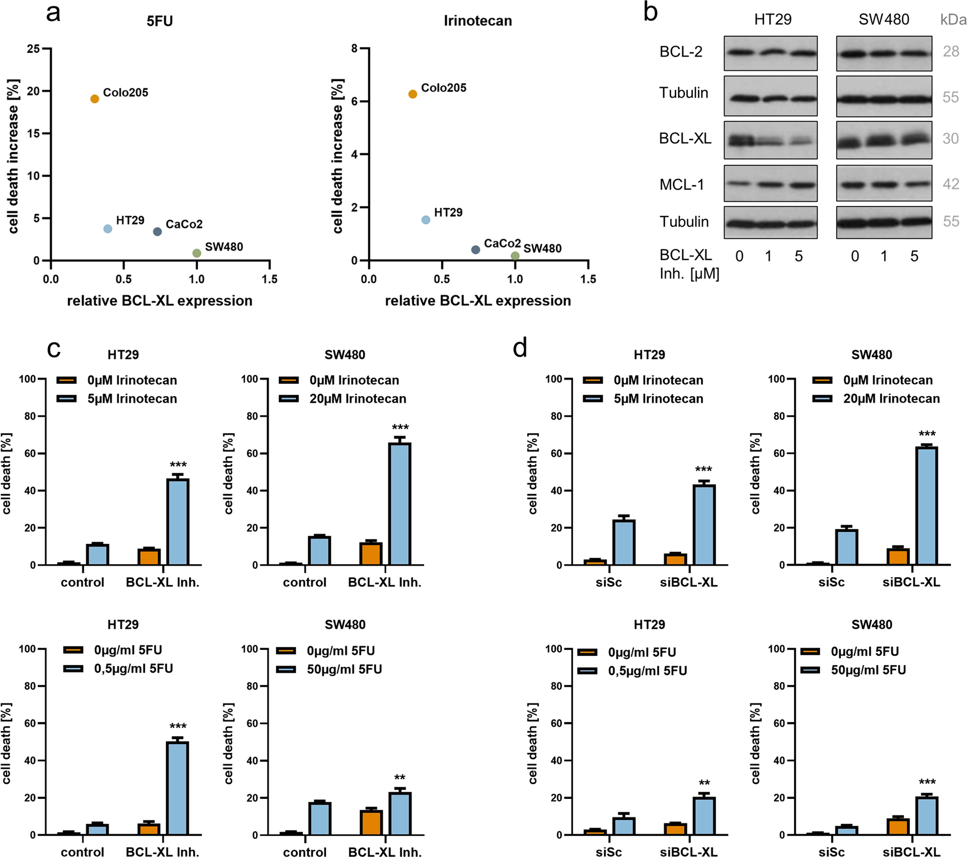 Fig. 3: Selective BCL-XL inhibition significantly augments 5FU and irinotecan in inducing CRC cell death in vitro.