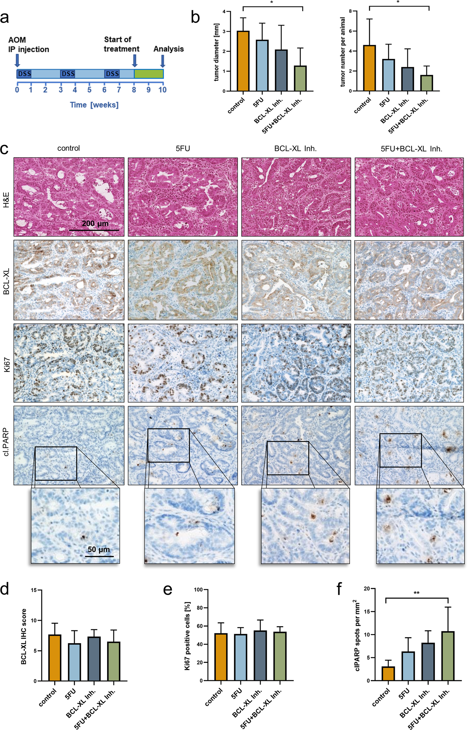 Fig. 4: Selective BCL-XL inhibition is effective in the treatment of tumors in a murine CRC model.