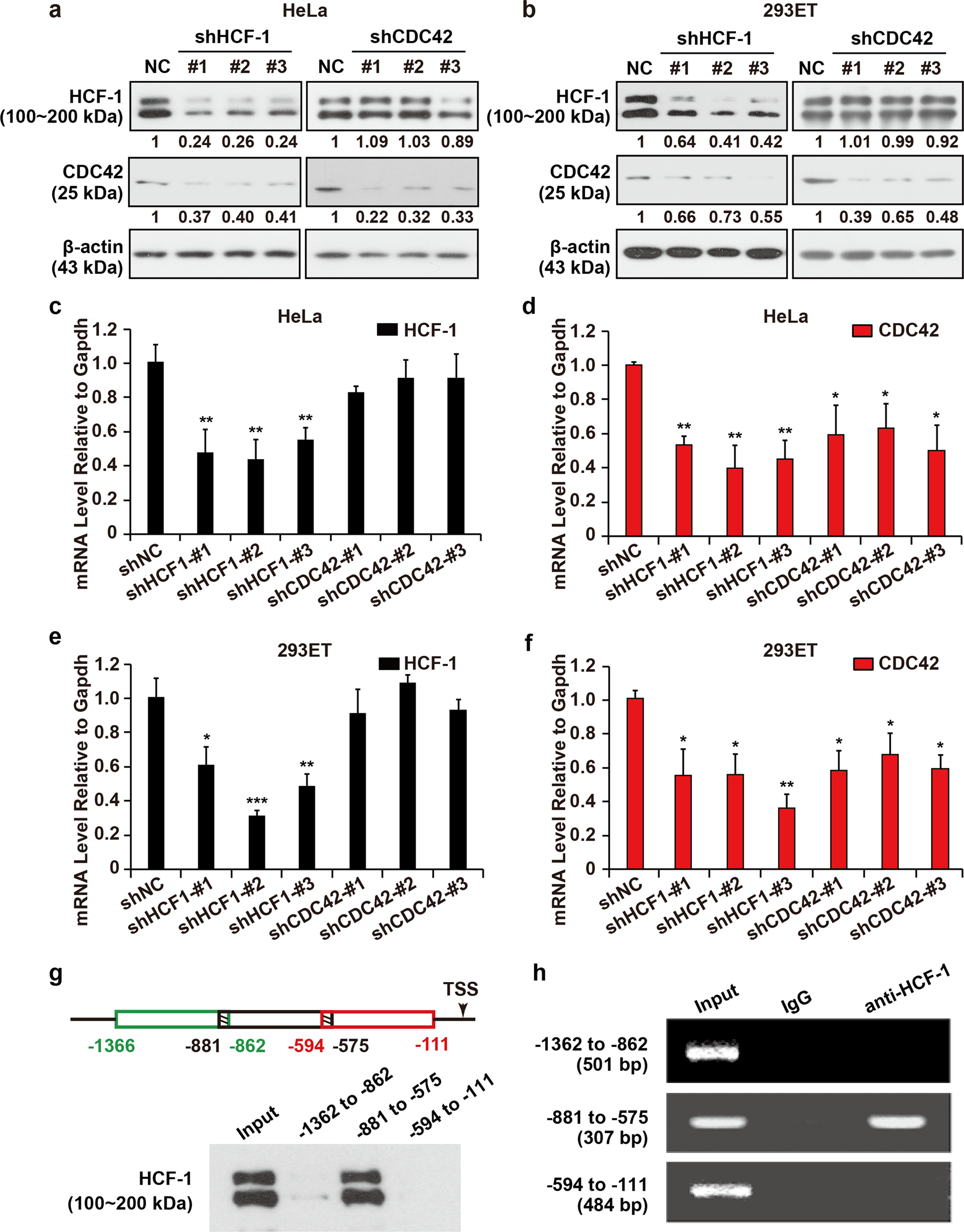 Hcf 1 Promotes Cell Cycle Progression By Regulating The Expression Of Cdc42 Cell Death Disease