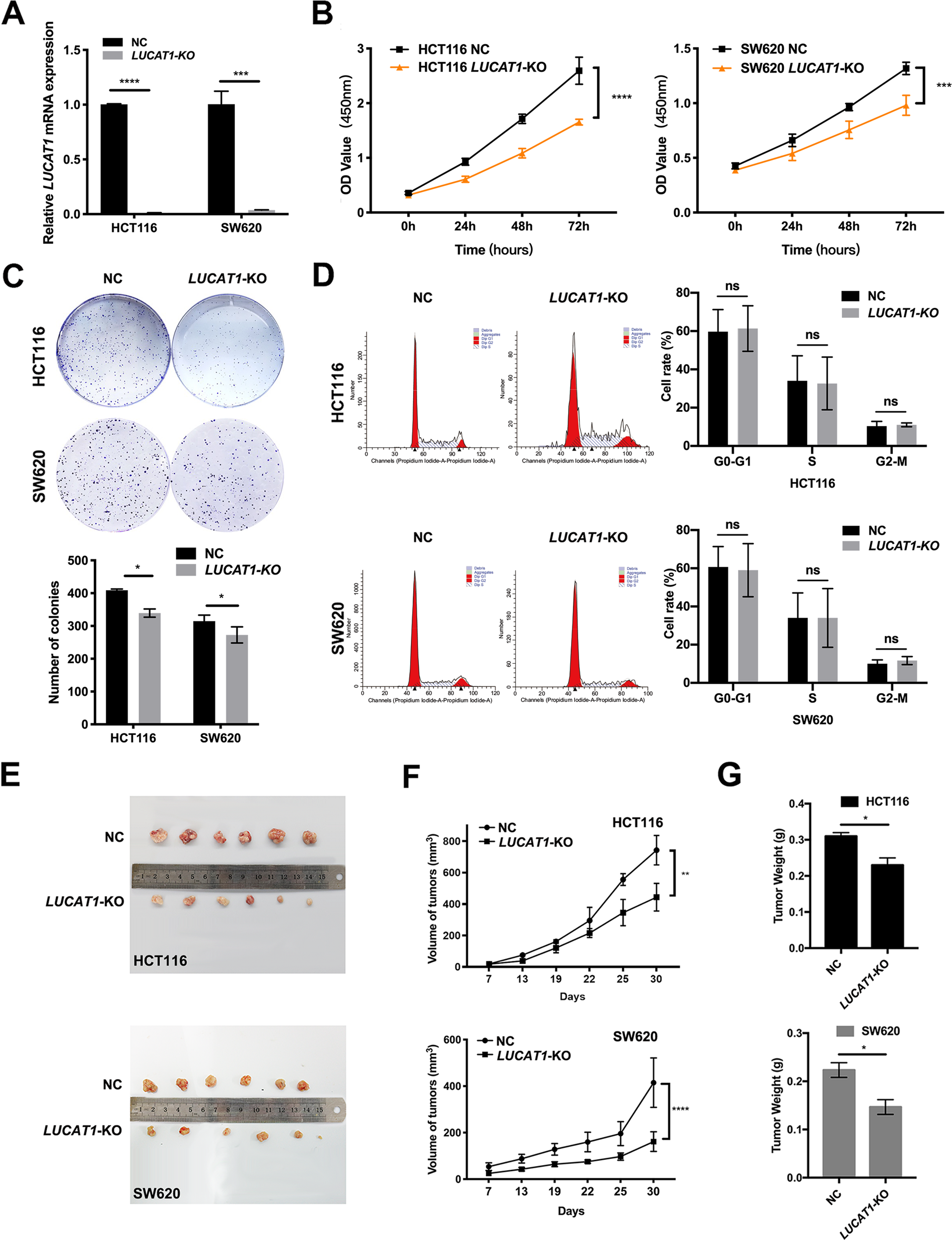 Fig. 2: LUCAT1 promotes CRC cell proliferation in vitro and in vivo.