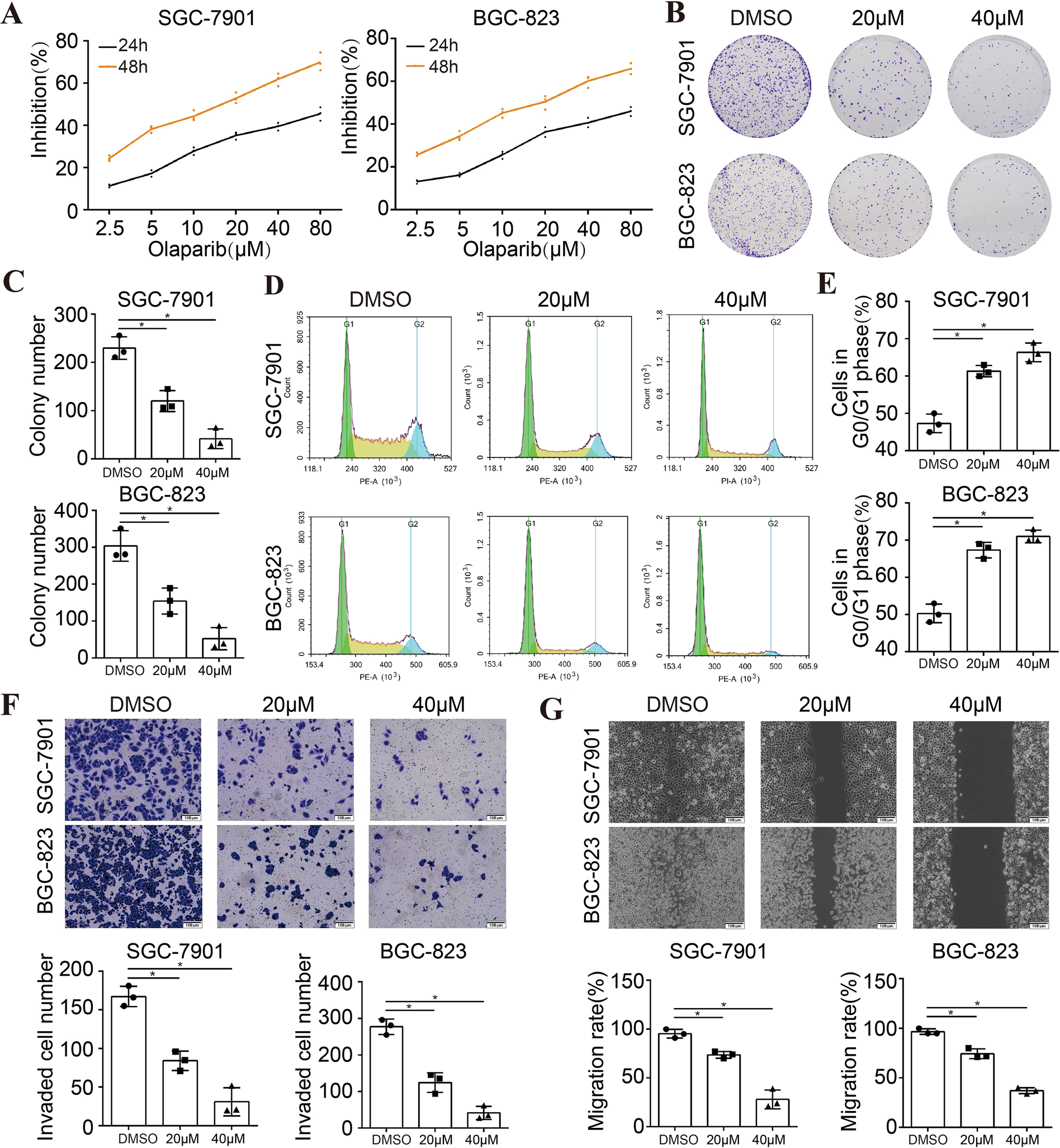 Fig. 1: Olaparib exerted antitumor effect in STAD cell lines.