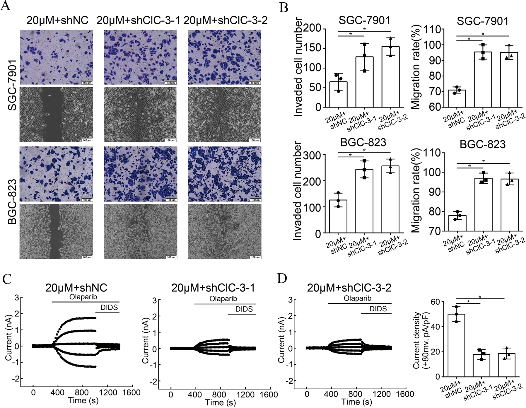 Fig. 4: Down-regulation of ClC-3/SGK1 axis attenuated olaparib-induced cell migration inhibition.