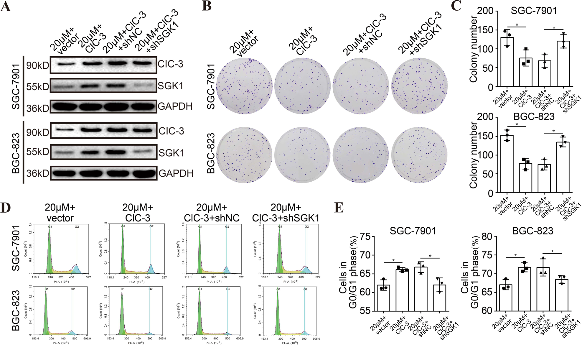 Fig. 5: Up-regulation of ClC-3/SGK1 axis enhanced olaparib-induced cell growth inhibition.