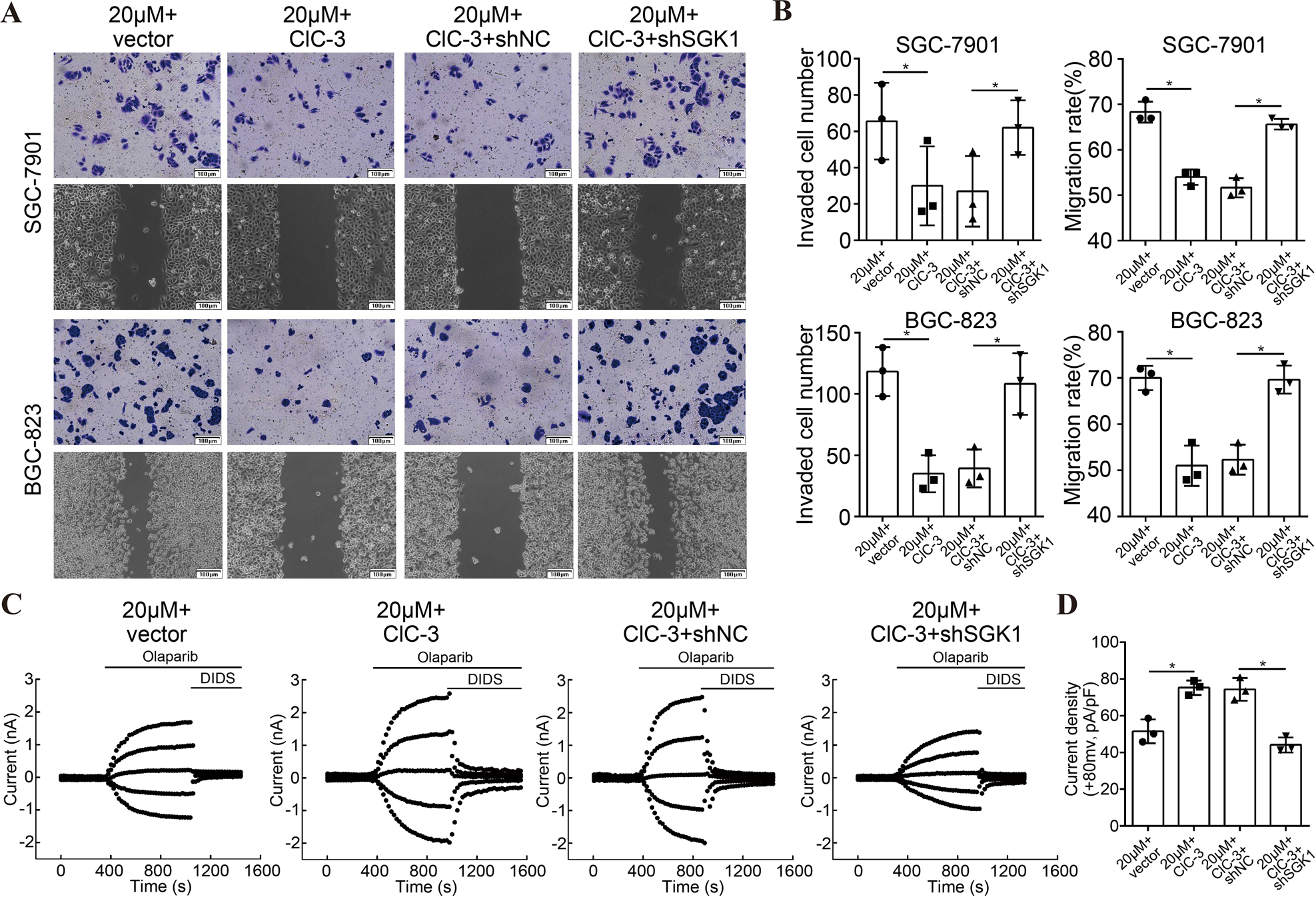 Fig. 6: Up-regulation of ClC-3/SGK1 axis enhanced olaparib-induced cell migration inhibition.