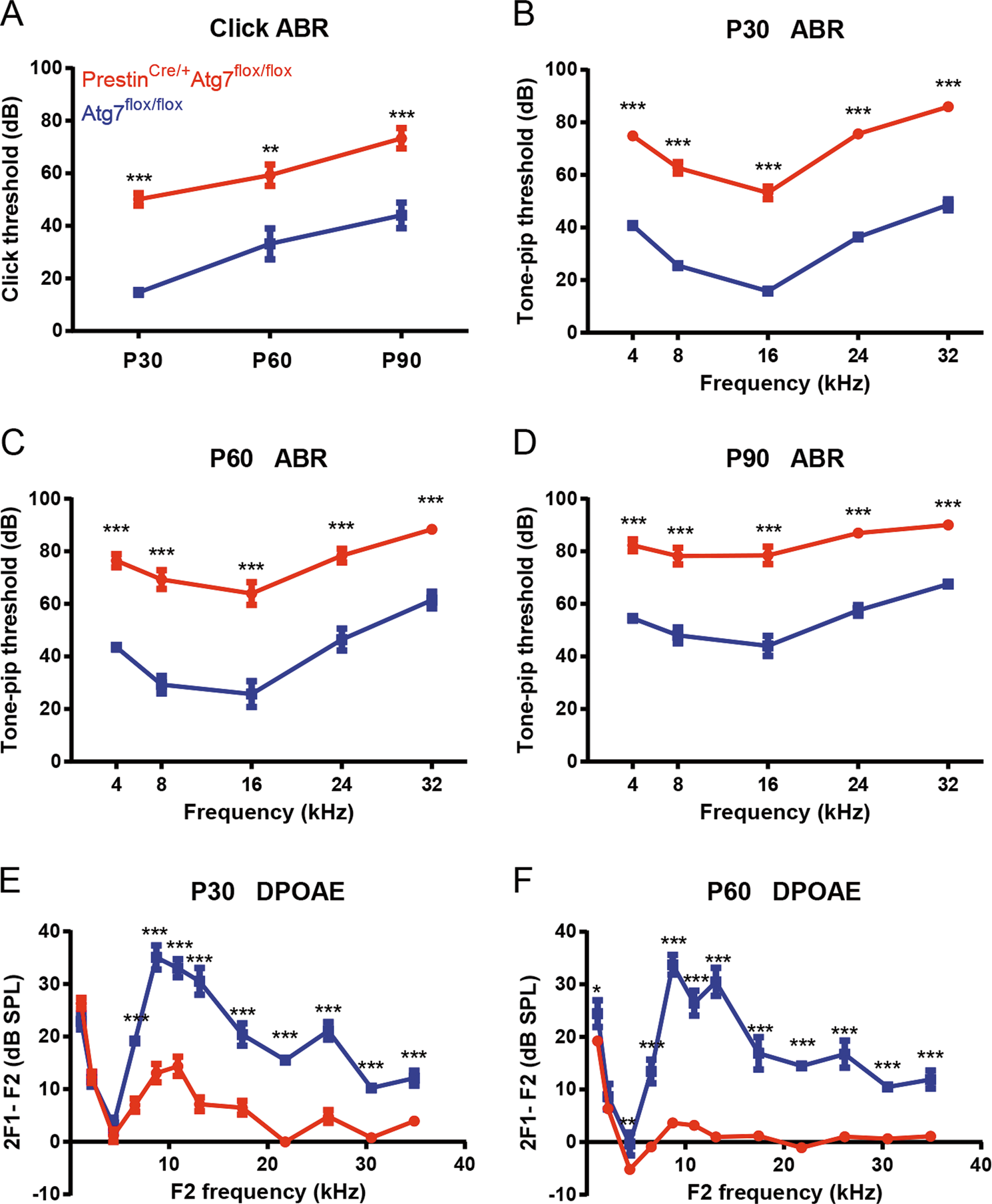 Fig. 4: Severe hearing loss in PrestinCre/+Atg7flox/flox mice.