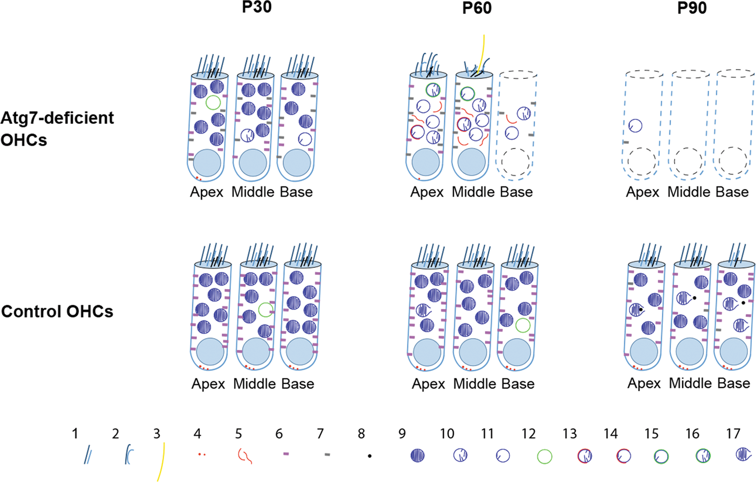 Fig. 7: Schematic view of the degeneration of Atg7-knockout OHCs.