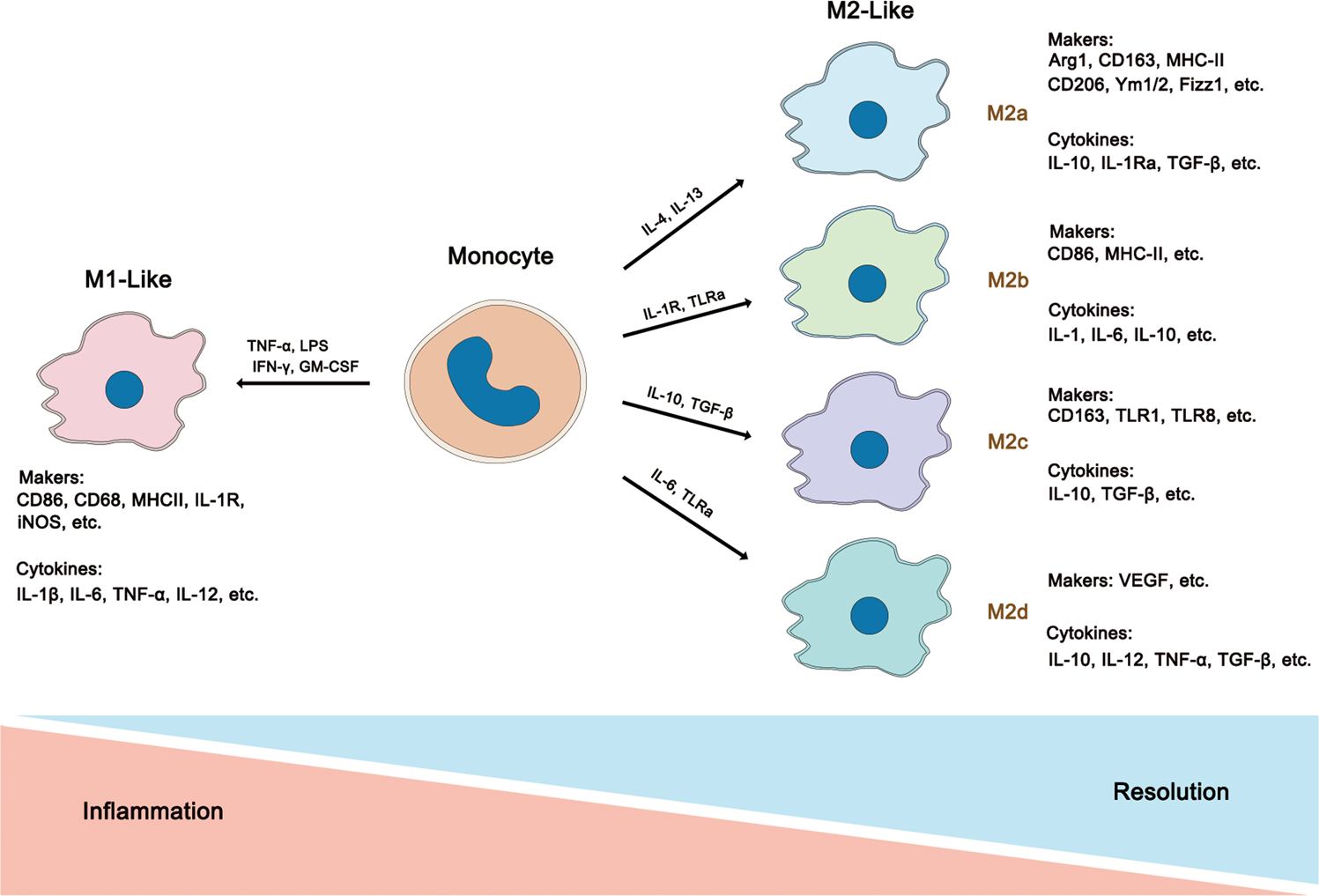 miR-130a and Tgfβ Content in Extracellular Vesicles Derived from