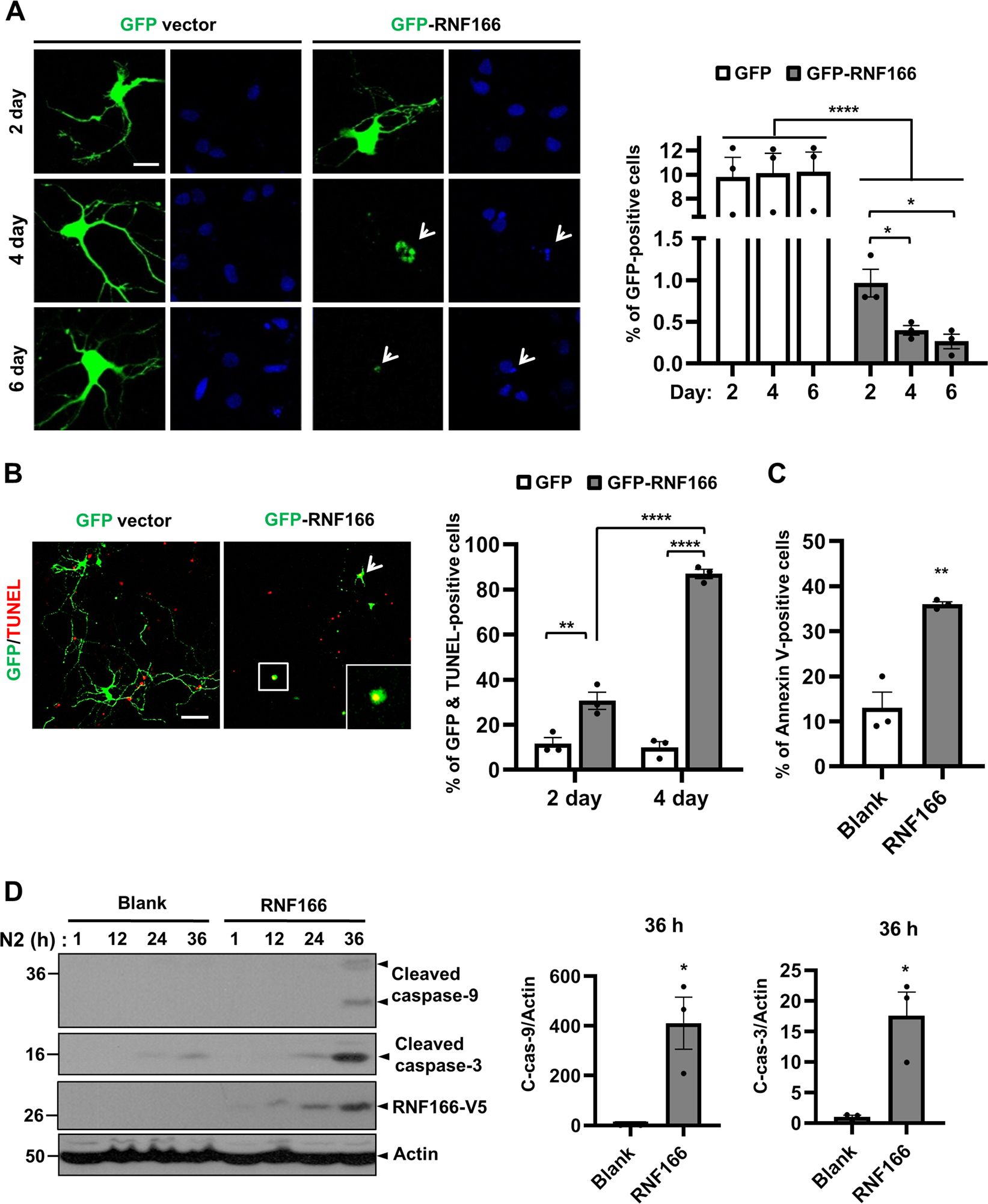 Fig. 2: Pro-apoptotic function of RNF166 in naturally occurring neuronal death.