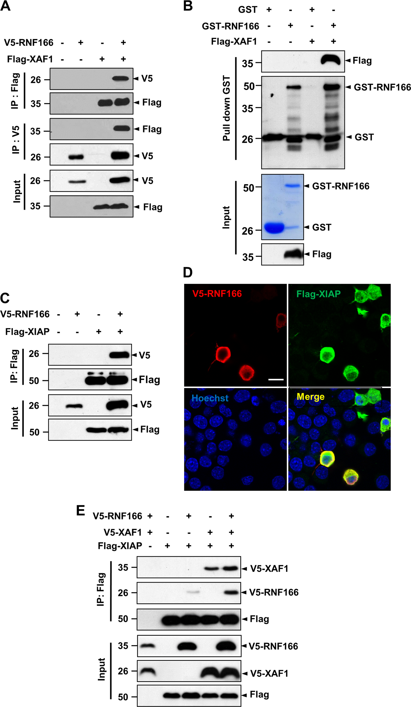 Fig. 4: RNF166 physically interacts with XIAP, and this interaction is enhanced by XAF-1.