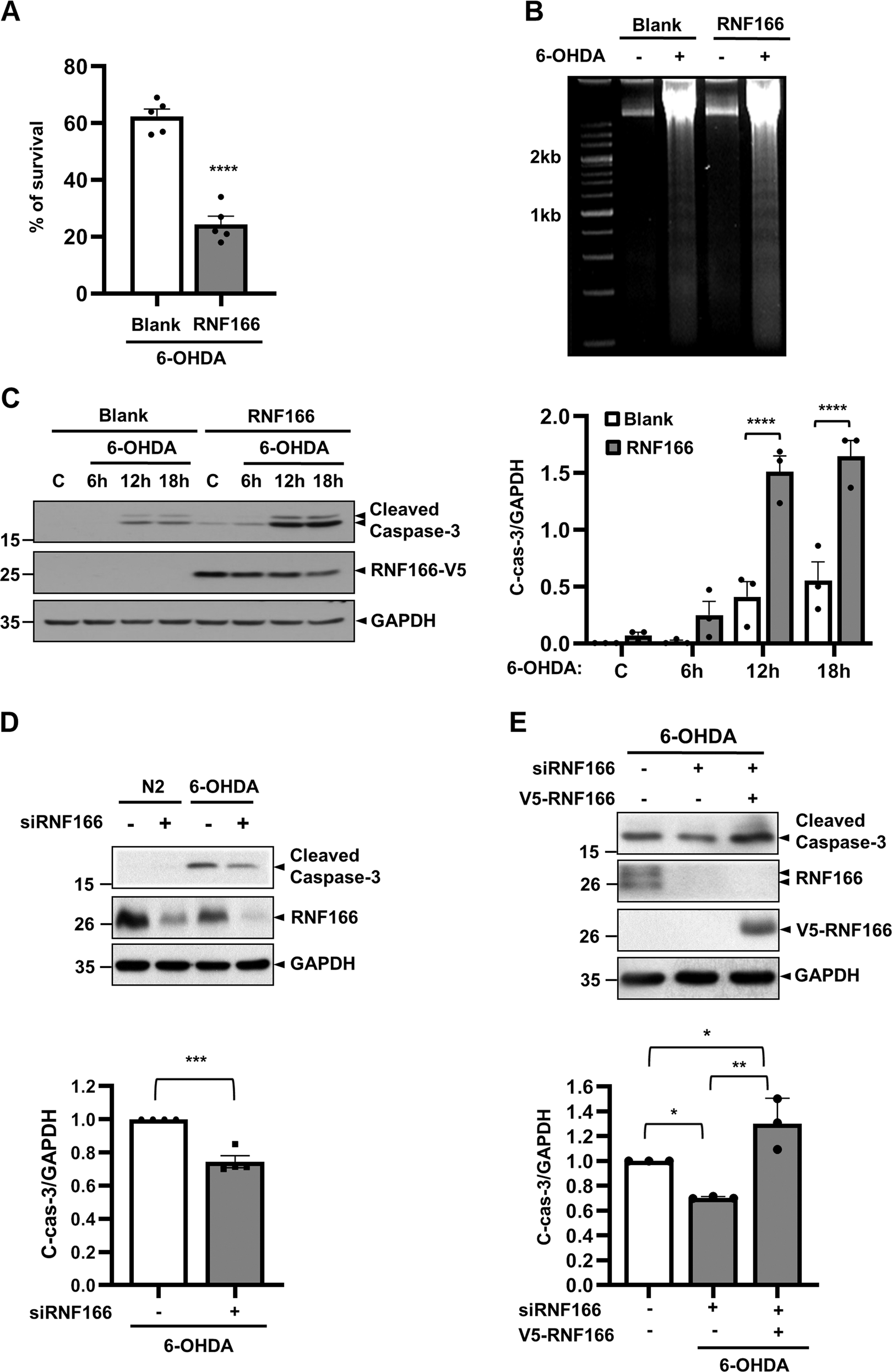 Fig. 6: RNF166 accelerates apoptosis induced by 6-OHDA.