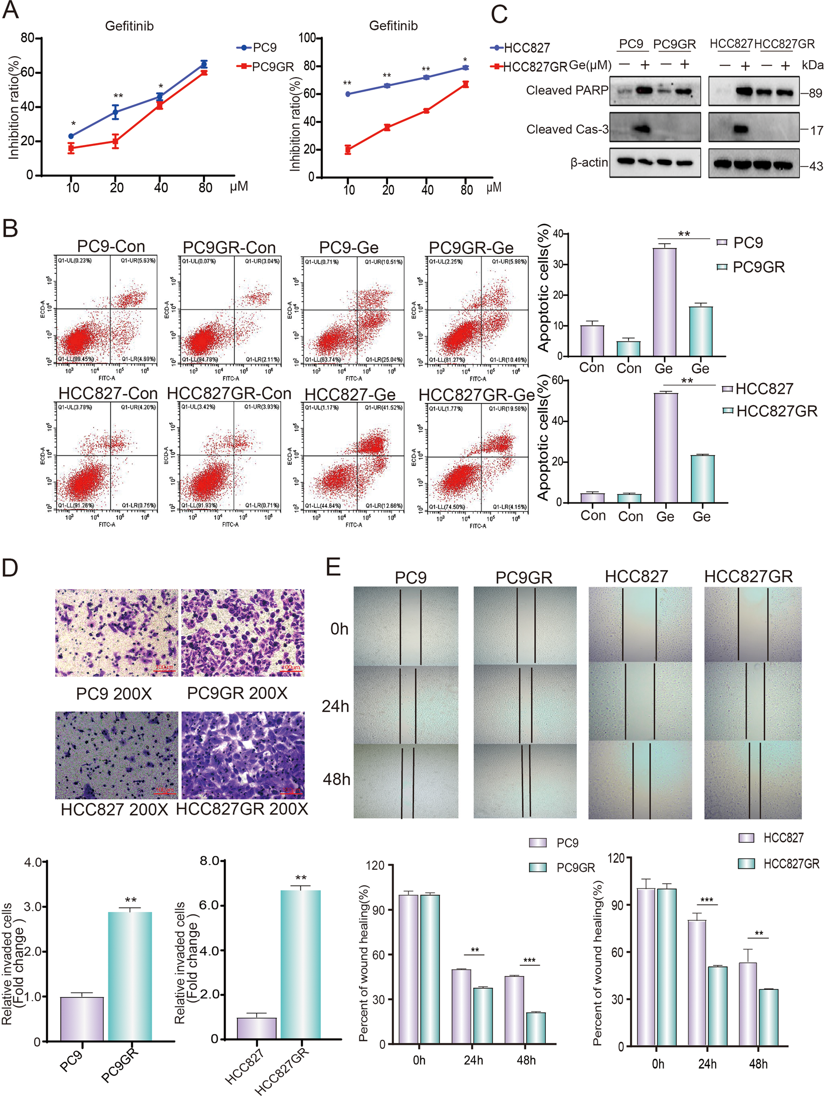 Fig. 1: Construction and characterization of gefitinib-resistant cell lines.
