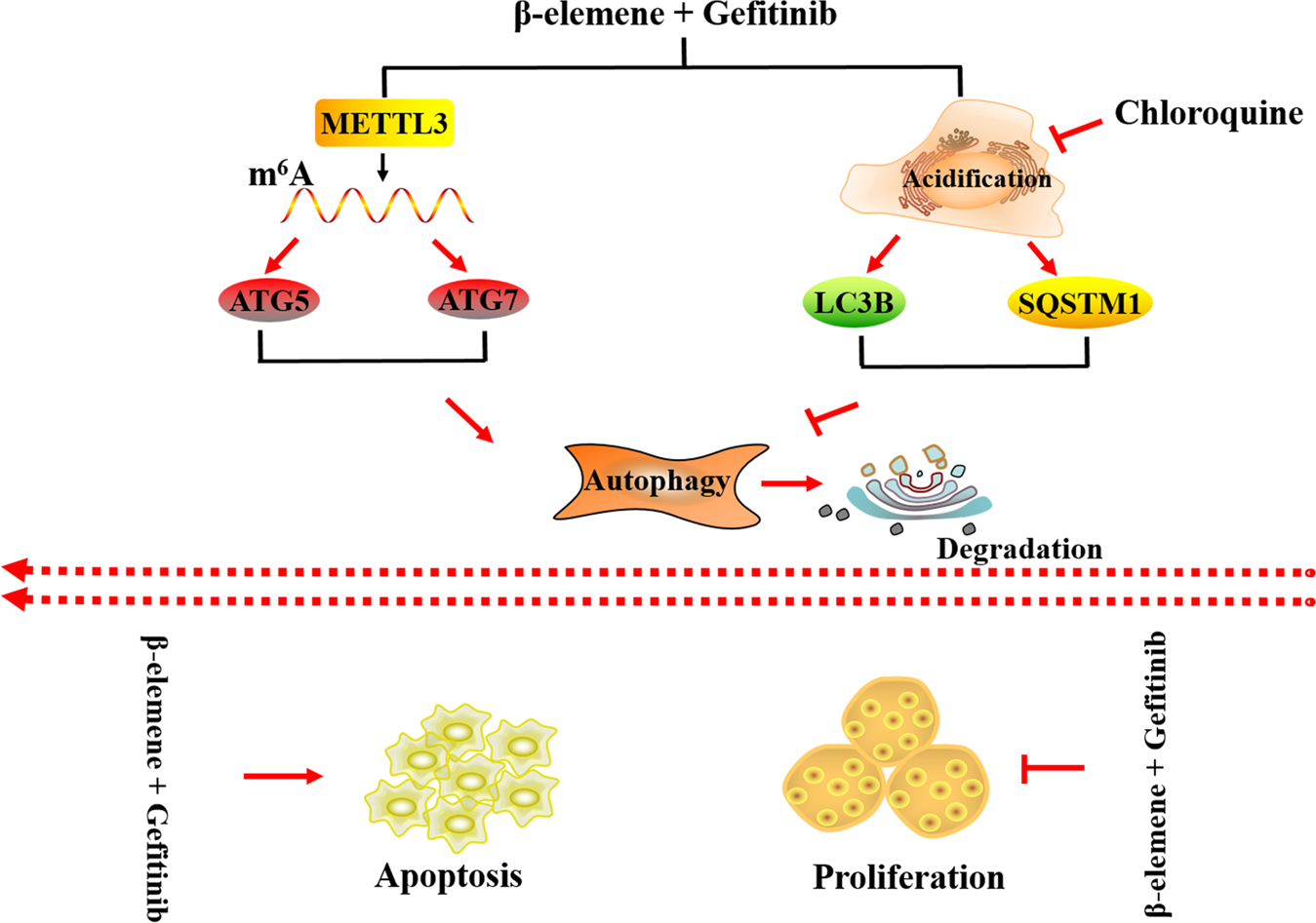 Fig. 6: Schematic diagram of the mechanism of β-elemene in reversing gefitinib resistance in NSCLC Cells by m6A methyltransferase METTL3 mediated autophagy.