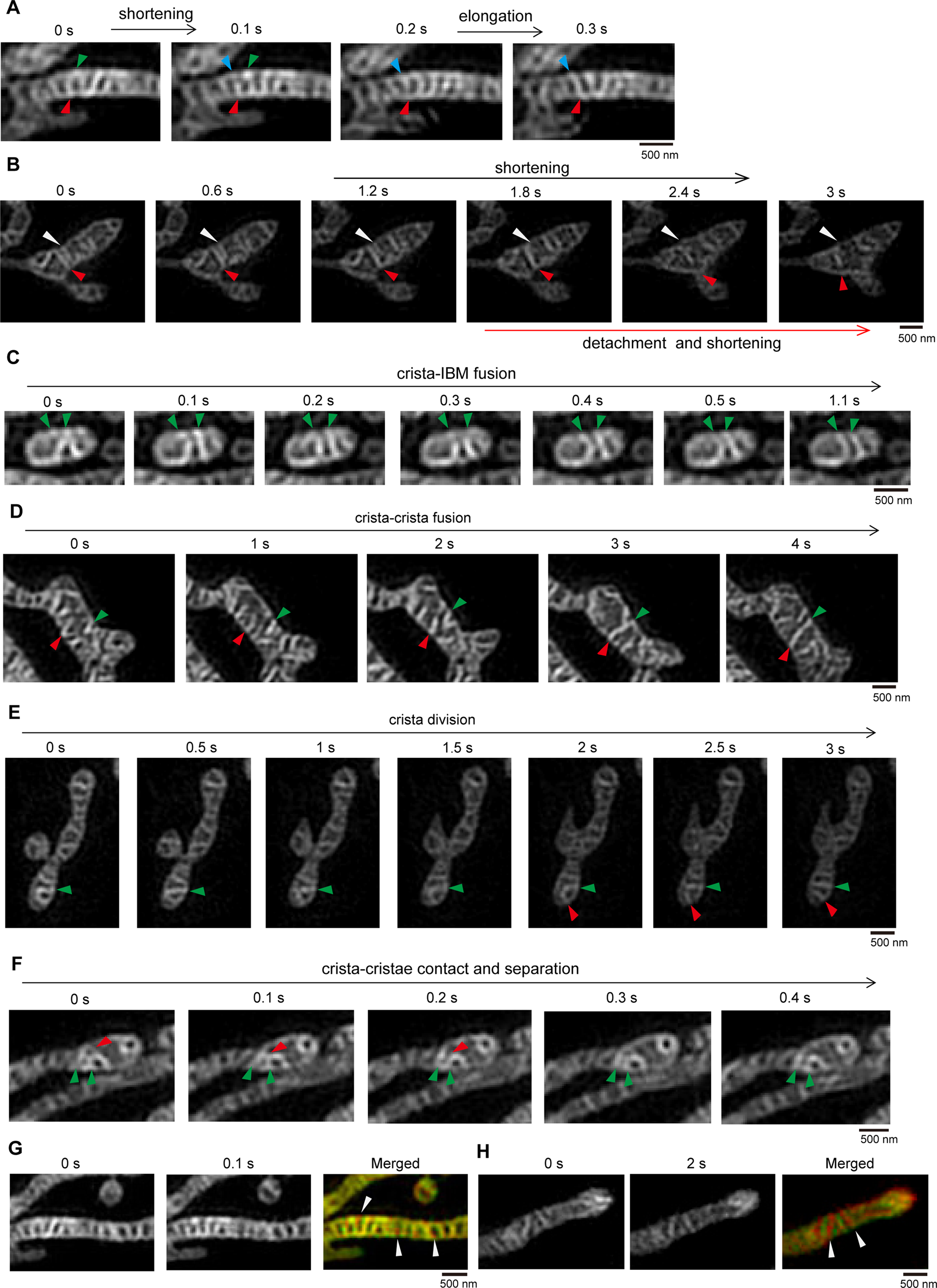 Fig. 1: Mitochondrial cristae dynamics in live cells.